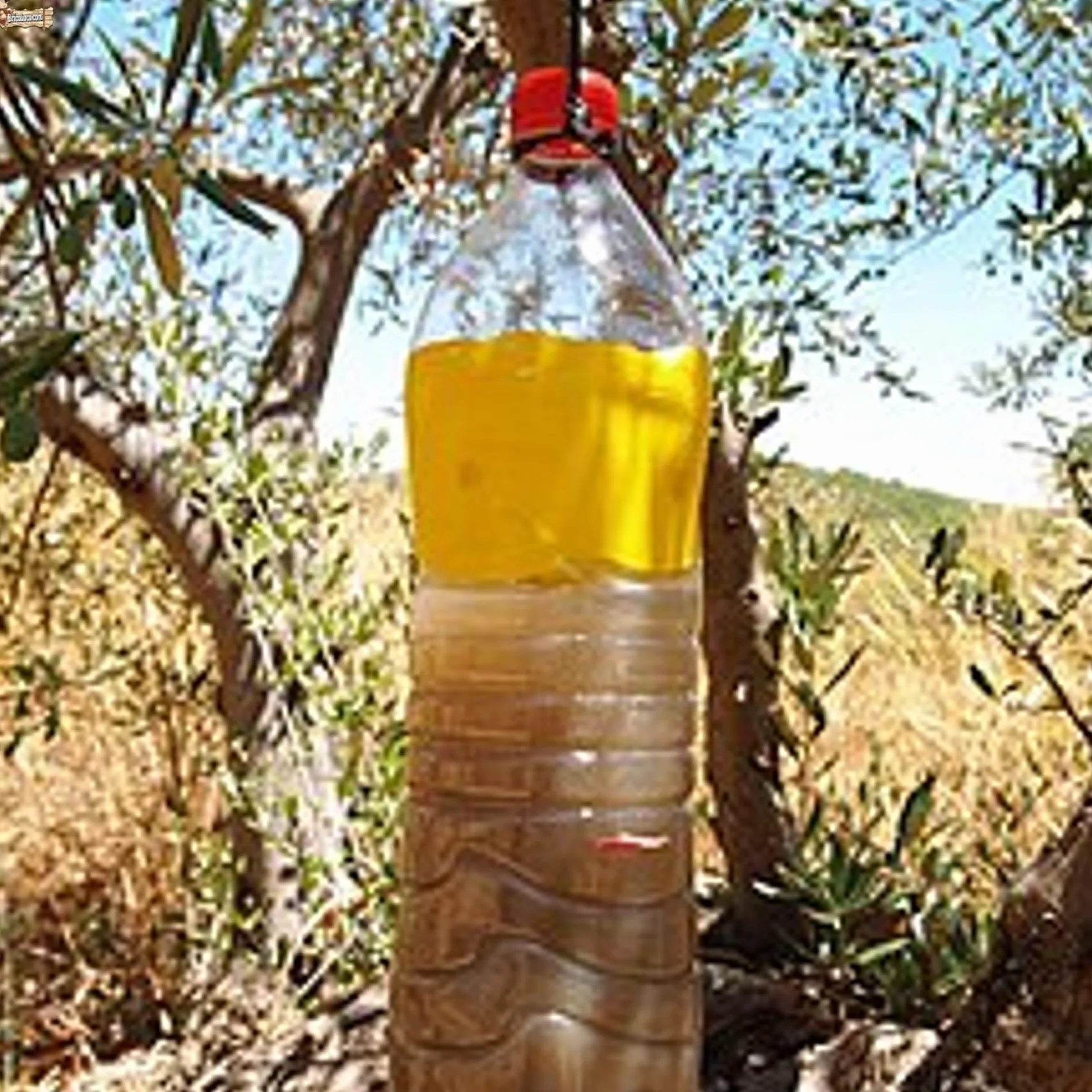 BricoLoco.com Fertilizante fosfato diamónico hidrosoluble DAP ¡¡¡ 250 GRAMOS !!!! Abono NPK 21-53-00 Cebo atrayente para trampas de mosca del olivo o fruta. Fermentación levaduras vino (0,25 kgs)