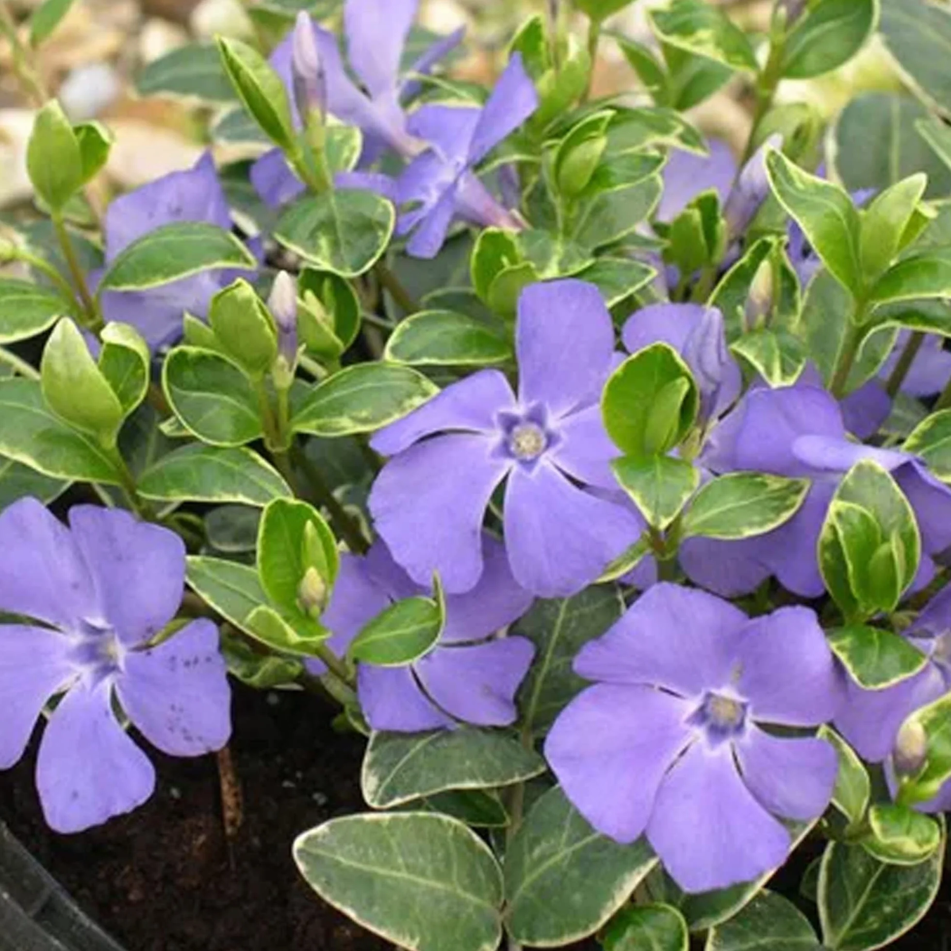 Vinca minor Ralph Shugert - Arbusto de Jardín con Flor Listo para Plantar - Planta Trepadora en Maceta – Ideal para Parterres, Borduras y más