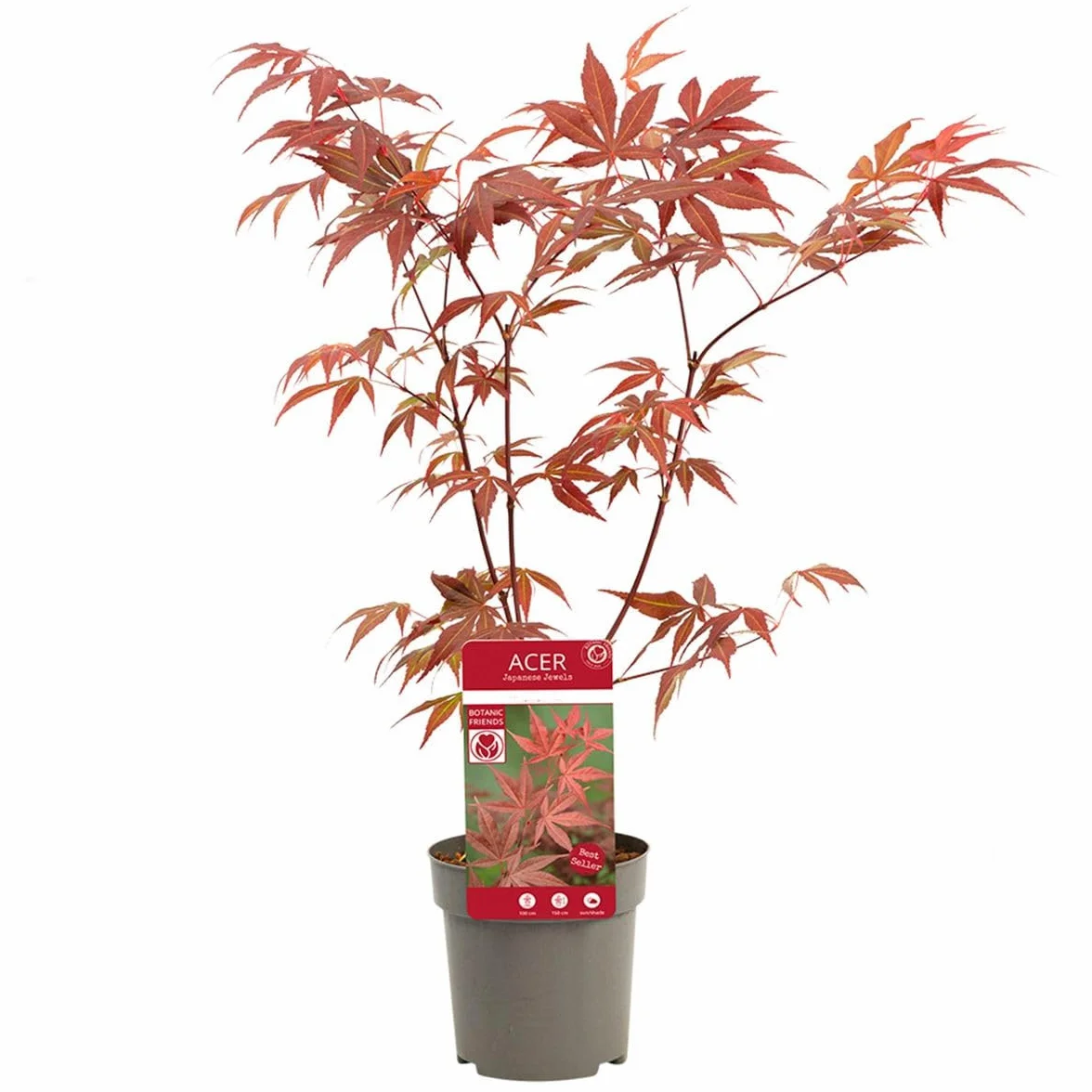 Arce Japonés Mini Natural - Tamaño Pequeño - Maceta 10cm