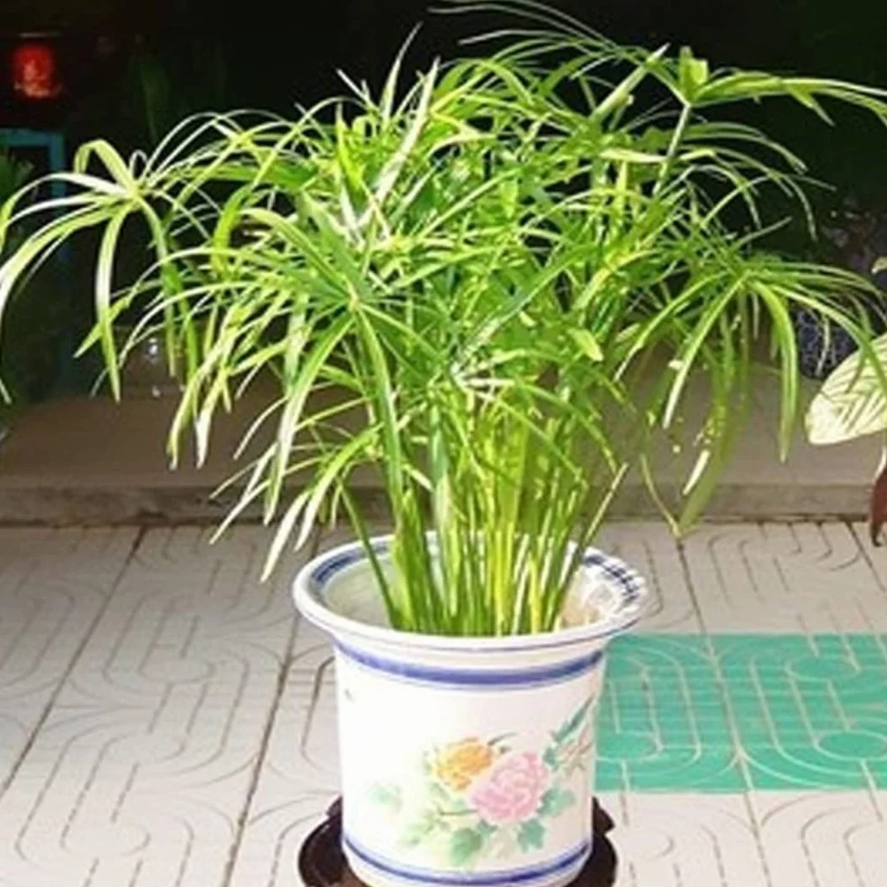 Haloppe 30 Unids Cyperus Alternifolius Flores Plantas Semillas para la Plantación de Jardín en el Hogar, Cyperus Alternifolius Semillas Planta de Agua Semi-acuática Estanque Jardín Decoración Se
