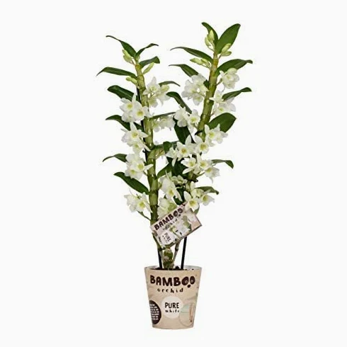 Dendrobium Nobile Blanco Orquídea Natural de Floración Larga