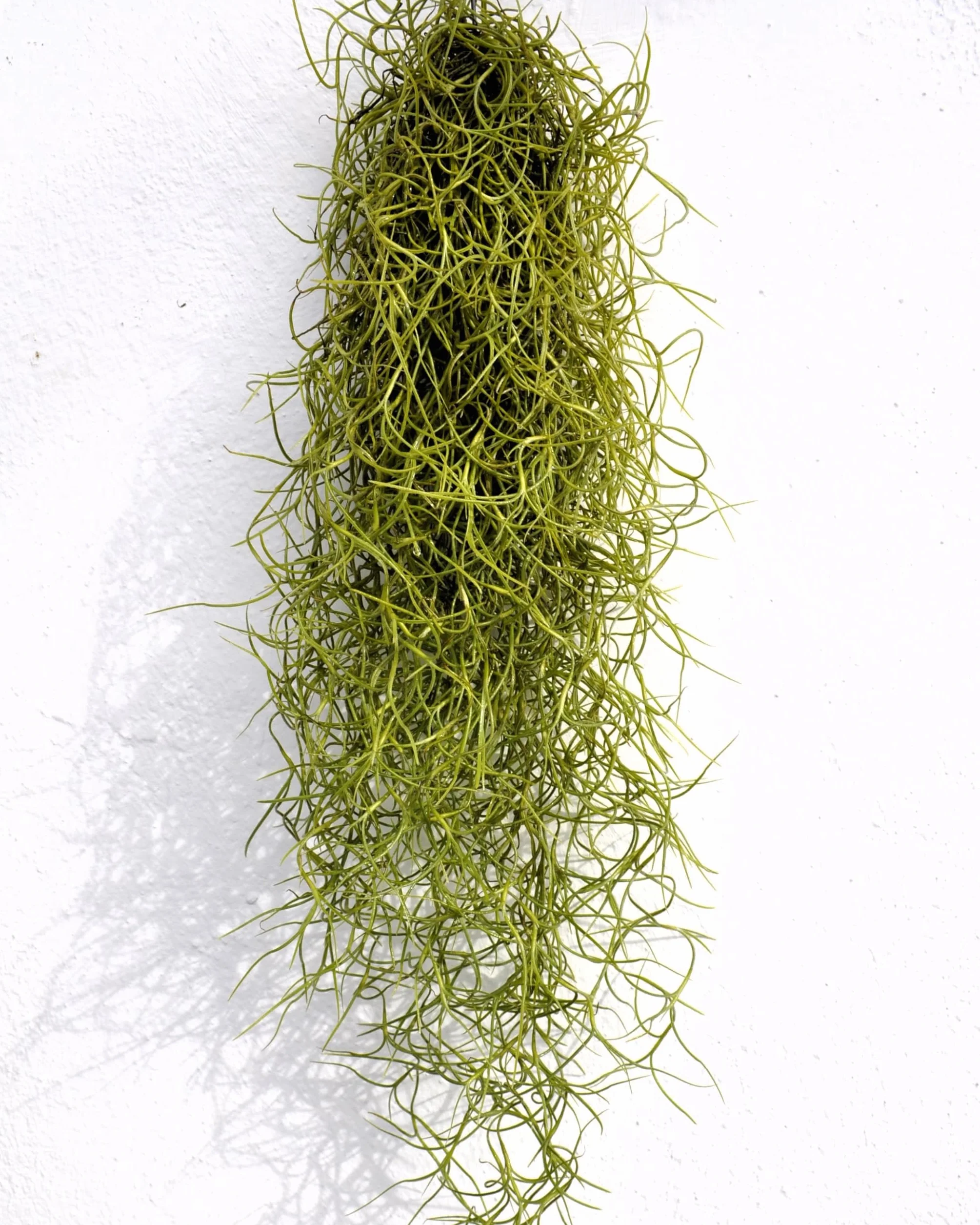Tillandsia usneoides, Curiosarium, Barba de Viejo, Musgo Español, Planta del Aire, Planta Exótica, Verde Grisáceo, Interior/Exterior, Sin Sustrato, Colgante Decorativa, Longitud 50 cm, Diámetro 15 cm.