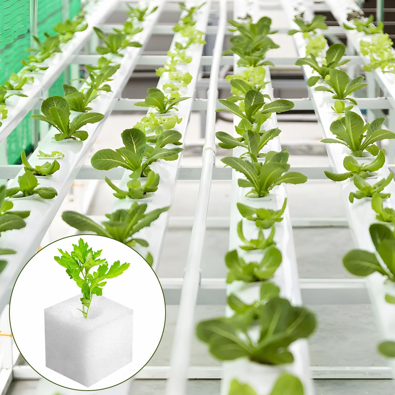 200 Piezas Esponja Hidropónica 25 * 25 * 25mm, Esponjas Plántulas Invernadero Plantar Herramientas de Jardinería Esponjas Cuadradas para Esquejes Agrícolas Siembra y Trasplante de Hortalizas(Blanco)