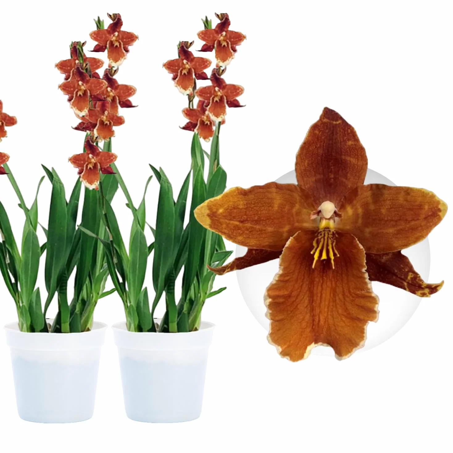 Orquídeas Wilsonara Inferno 2 plantas de interior 30-40 cm Holanda