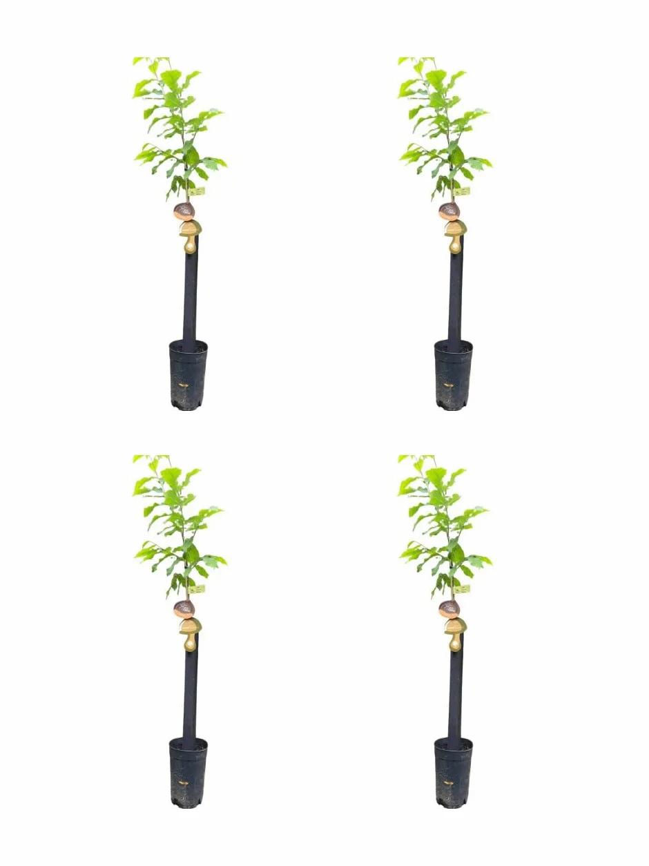 HIFAS- Árbol Frutal castaño. Pack de 4 árboles. Produce castañas grandes y setas (Boletus edulis). Altura 1-1,20m. Macetas de 3,5 litros. Variedad Bouche de betizac, injertado sobre castaño híbrido.