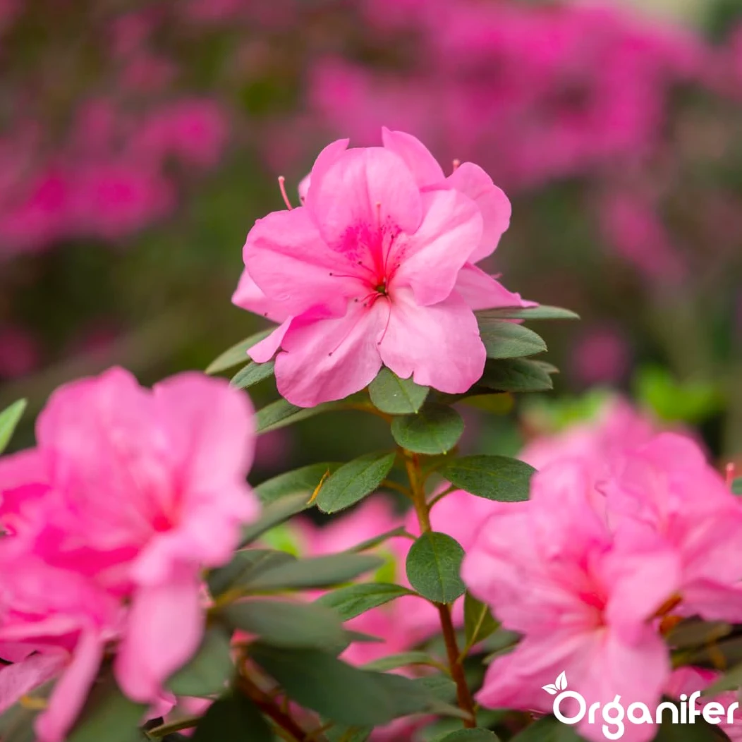Fertilizante Líquido Para Azalea - 10L - NPK 3-4-3 | Fertilizante Para Floración Abundante Y Hojas Sanas - Favorece Vitalidad Y Raíces Fuertes - Organifer