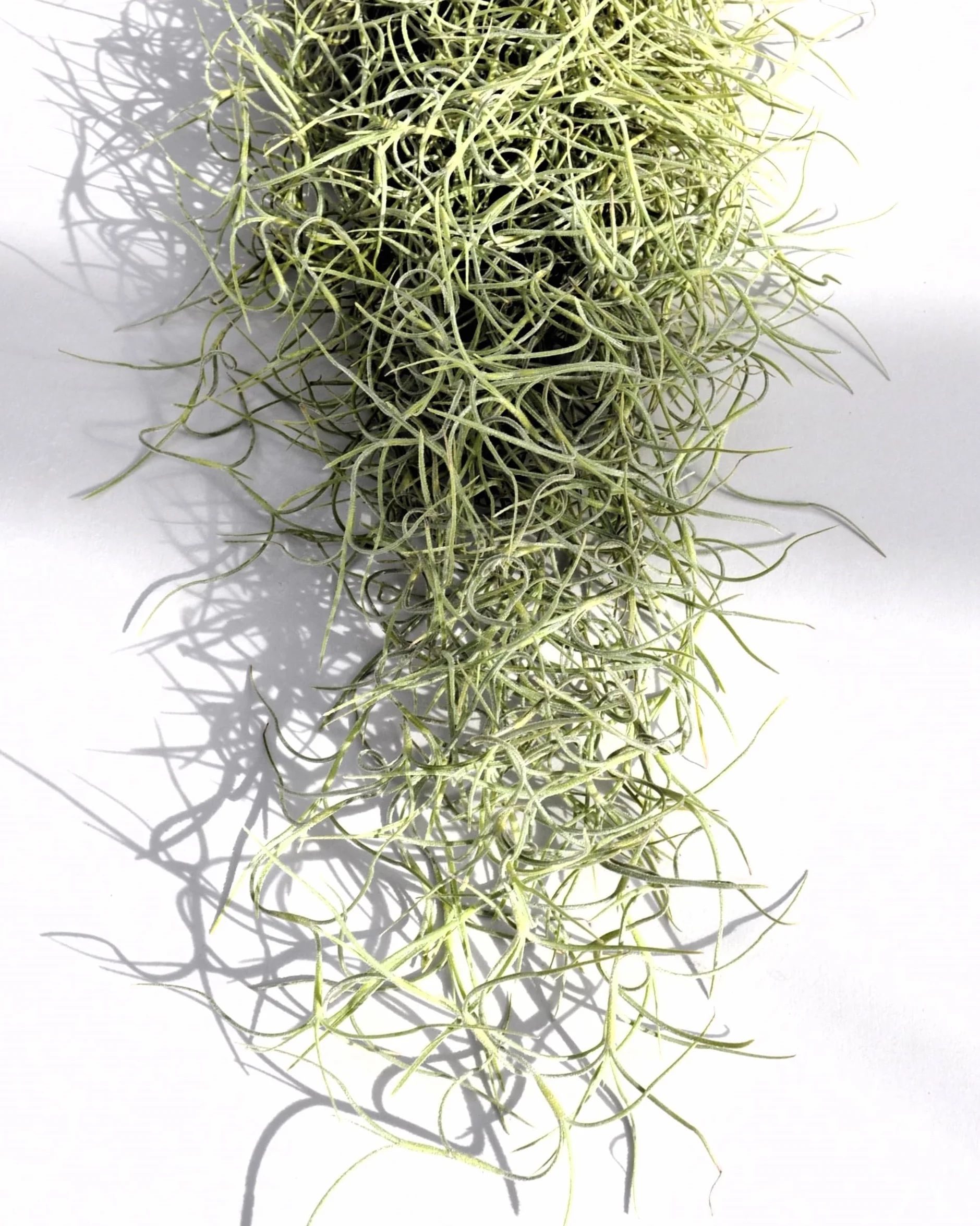 Tillandsia usneoides, Curiosarium, Barba de Viejo, Musgo Español, Planta del Aire, Planta Exótica, Verde Grisáceo, Interior/Exterior, Sin Sustrato, Colgante Decorativa, Longitud 50 cm, Diámetro 15 cm.