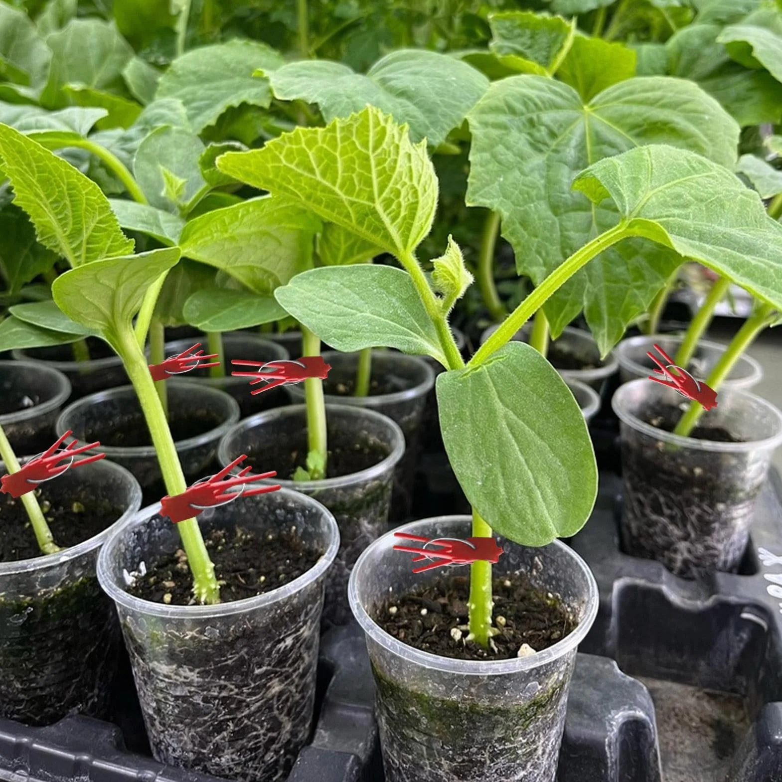 Clips de injerto de plantas, clips de injerto de vegetales | Paquete de 50 abrazaderas de fijación de plantas,Soporte de escalada en la connectas para una enredadera de vegetales, conector de jardiner