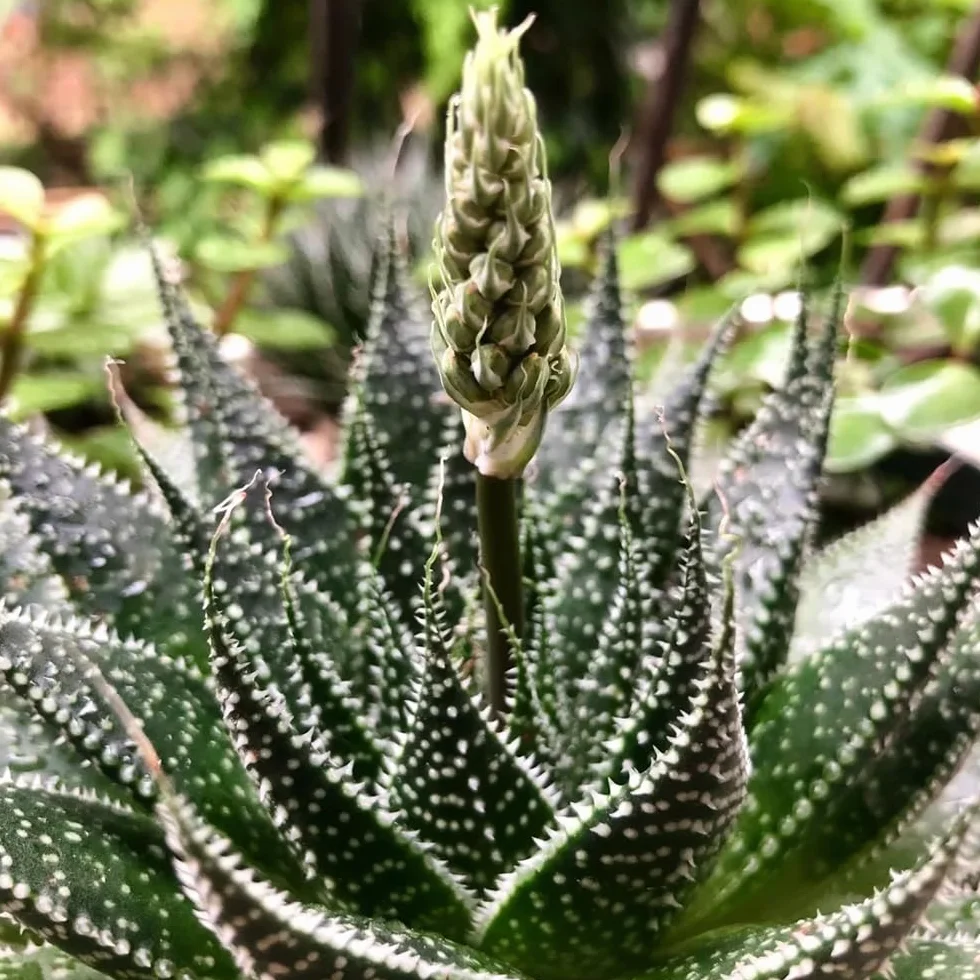 300 piezas Semillas organicas de planta de aloe vera - Regalo de jardín, semillas de plantas exóticas. semillas de bonsai, plantas reales semillas de cactus, decoración de flores