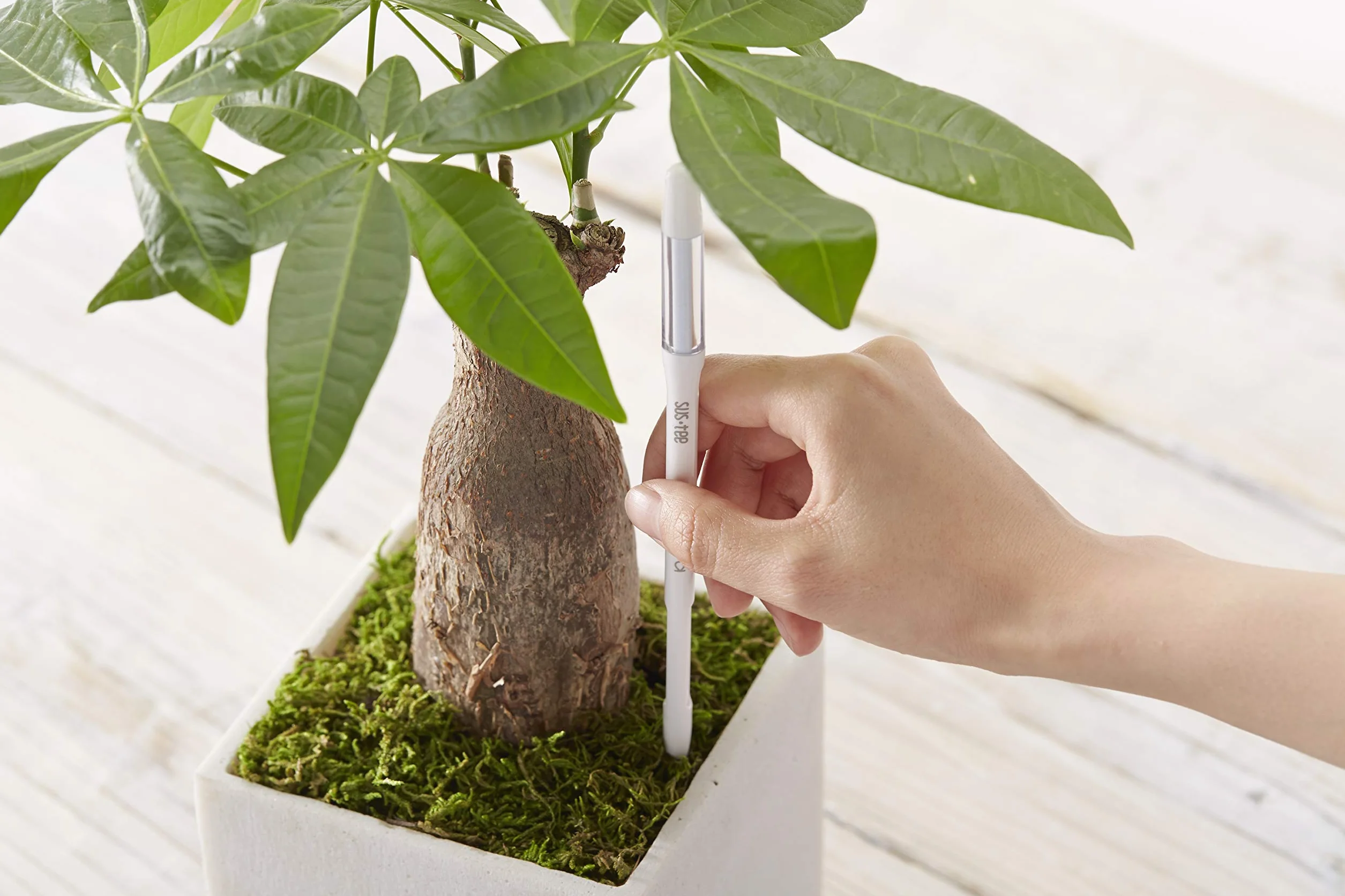 Sustee Aquameter, juego de 5, sensor de humedad del suelo para plantas (verde, mediano)