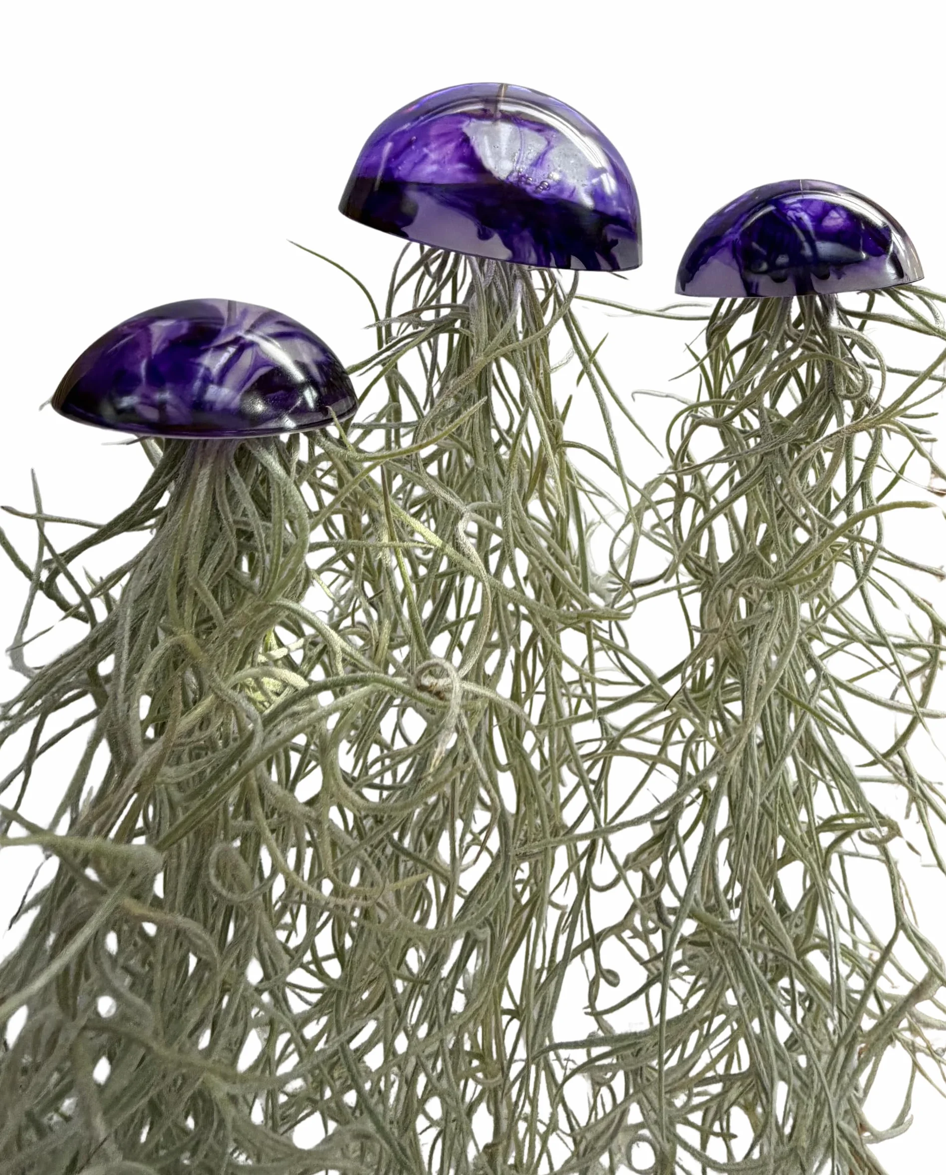 Juego de tres plantas de aire de medusas de cristal púrpura epoxi tillandsia plantas aéreas.