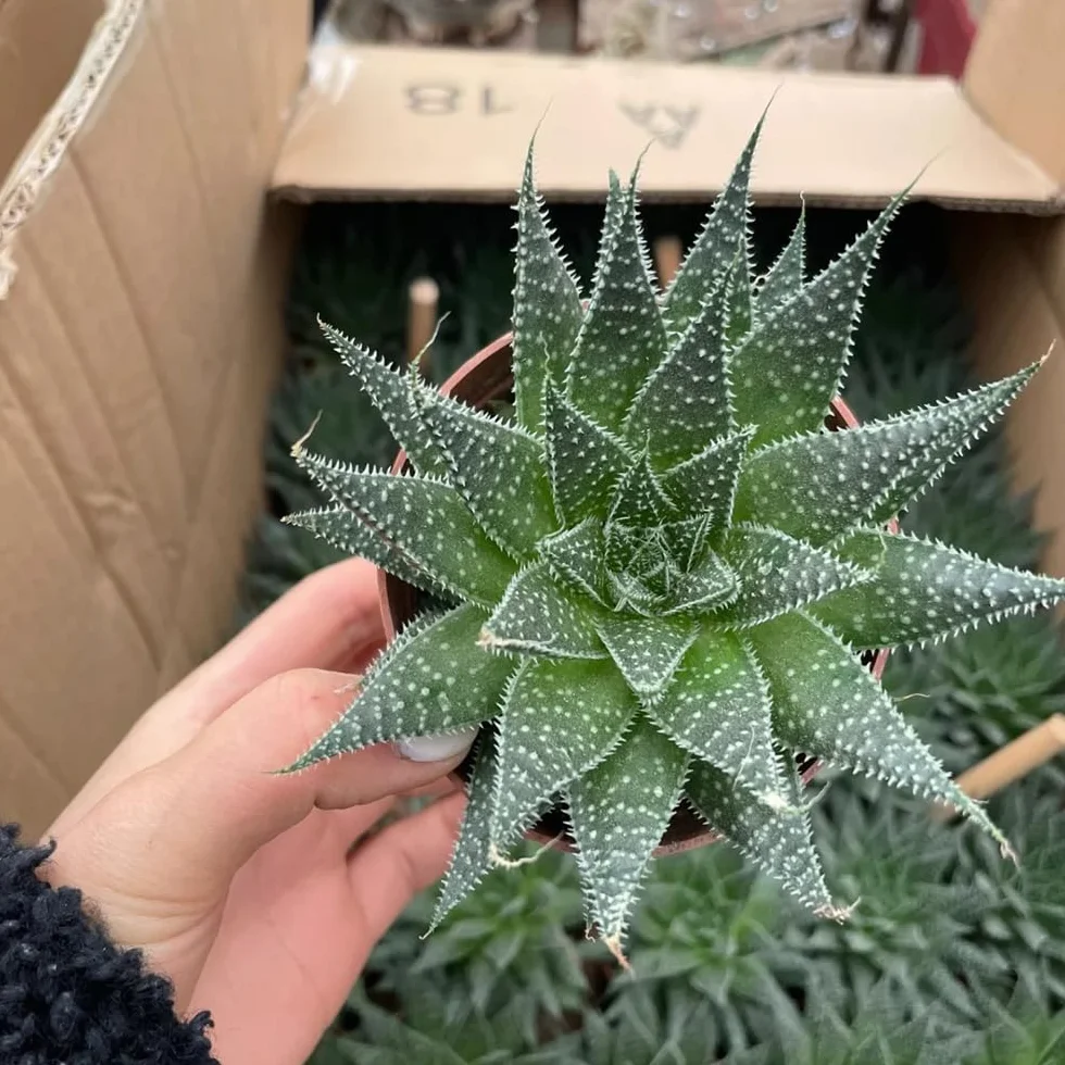 300 piezas Semillas organicas de planta de aloe vera - Regalo de jardín, semillas de plantas exóticas. semillas de bonsai, plantas reales semillas de cactus, decoración de flores