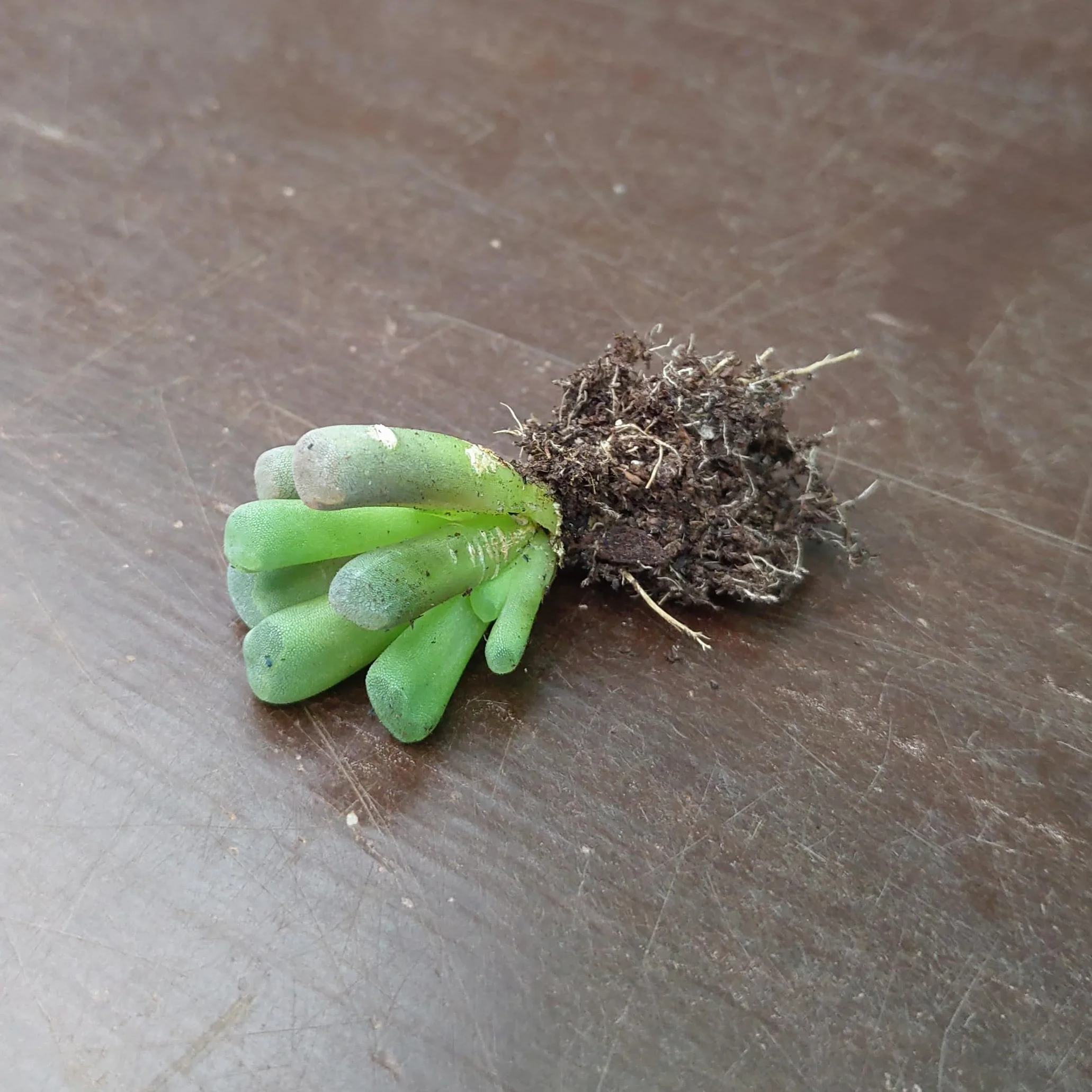 SUNNYPLANTS - Frithia Pulchra - Dedos de Bebé, Plantas Lithops, Suculentas de Piedra Viva, Piedras Vivas, Planta de Piedra