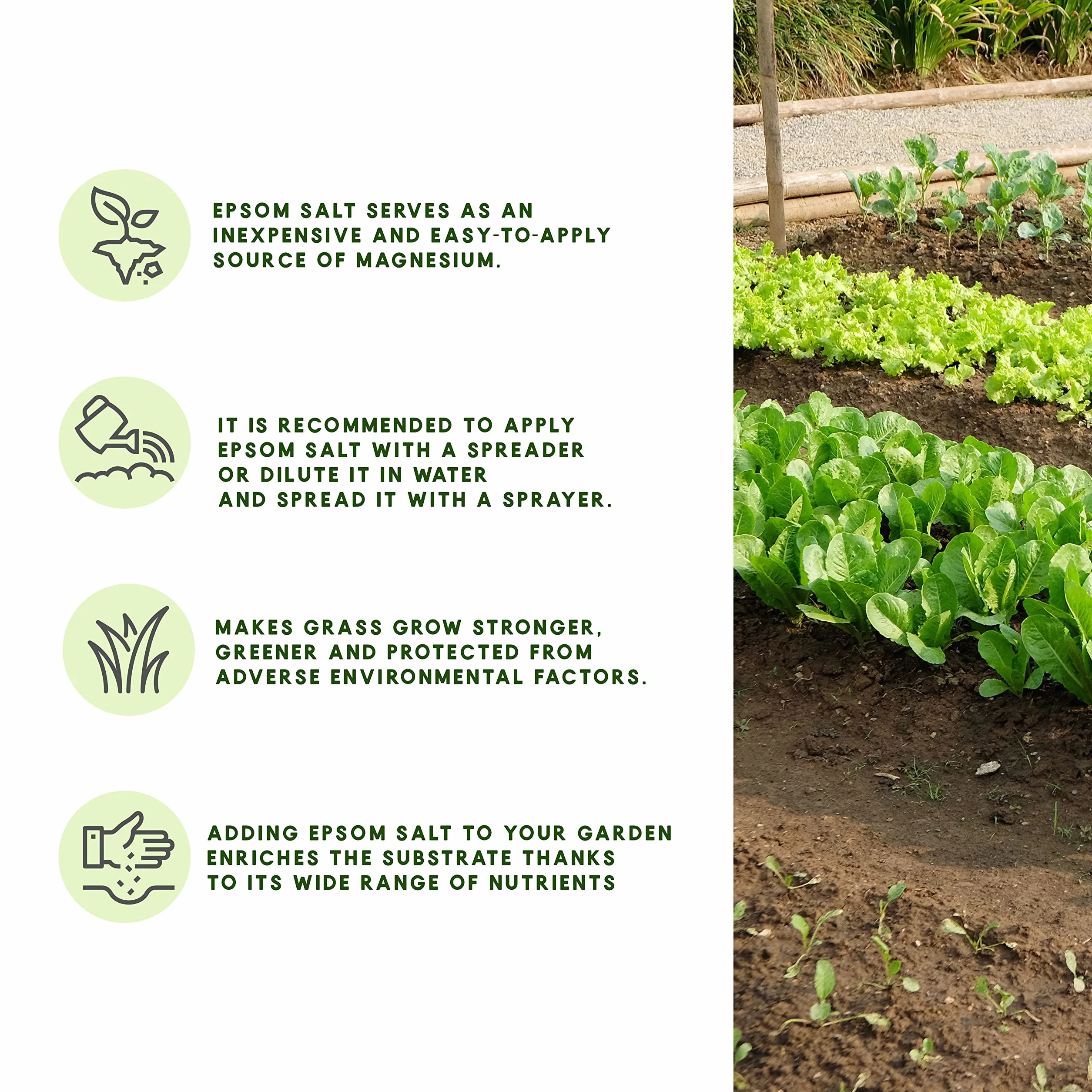 Abono Ecológico de Sales de Epsom (Sulfato de Magnesio). Fertilizante rico en magnesio para todo tipo de cultivos, tomates, cítricos, frutales, rosales y plantas de exterior e interior (2,5 kg)