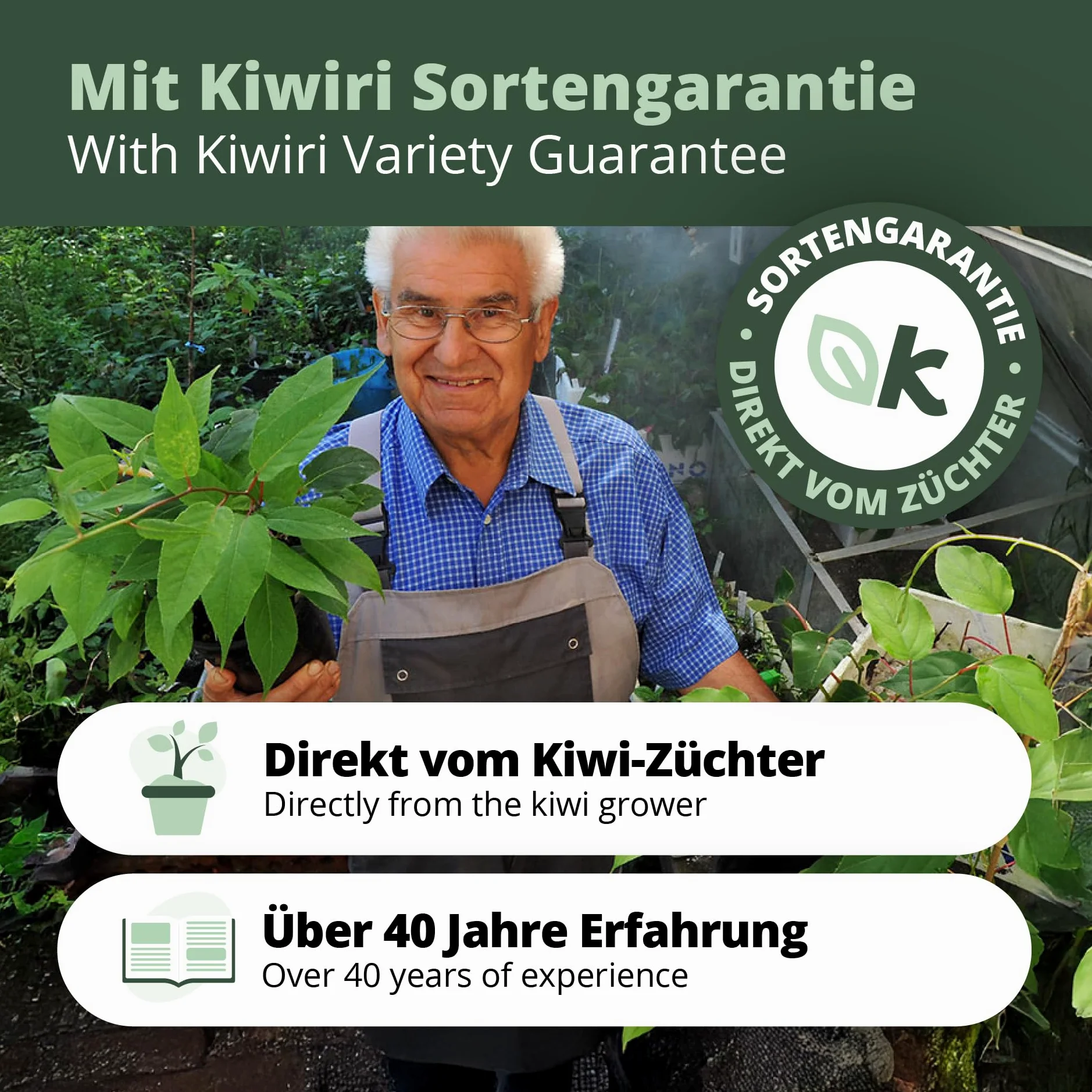 's Kiwi Trio – 3 plantas de kiwi (Actinidia arguta) – Mini kiwi – Garantía varietal directamente del cultivador