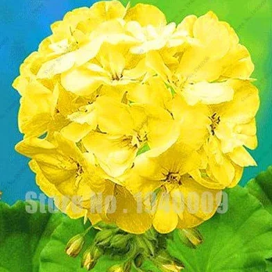 Sump Fresh 100 piezas de semillas de geranio para plantar amarillo