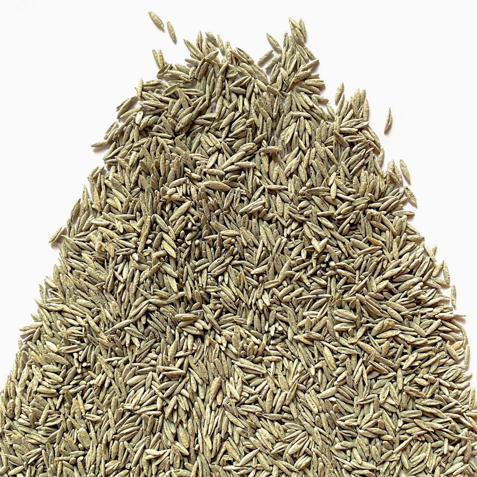 Festuca Arundinacea Il Contadino Semillas Césped 5 kg Resistencia Sequía Pisado Sombreado
