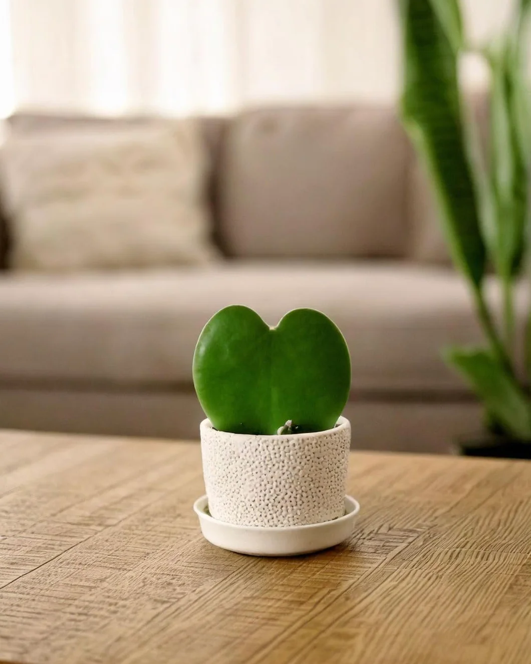 PUR PLANT Hoya Kerrii Mini | Planta Corazón Natural Pet Friendly | Planta de Interior Decorativa | Maceta de Ø6 cm