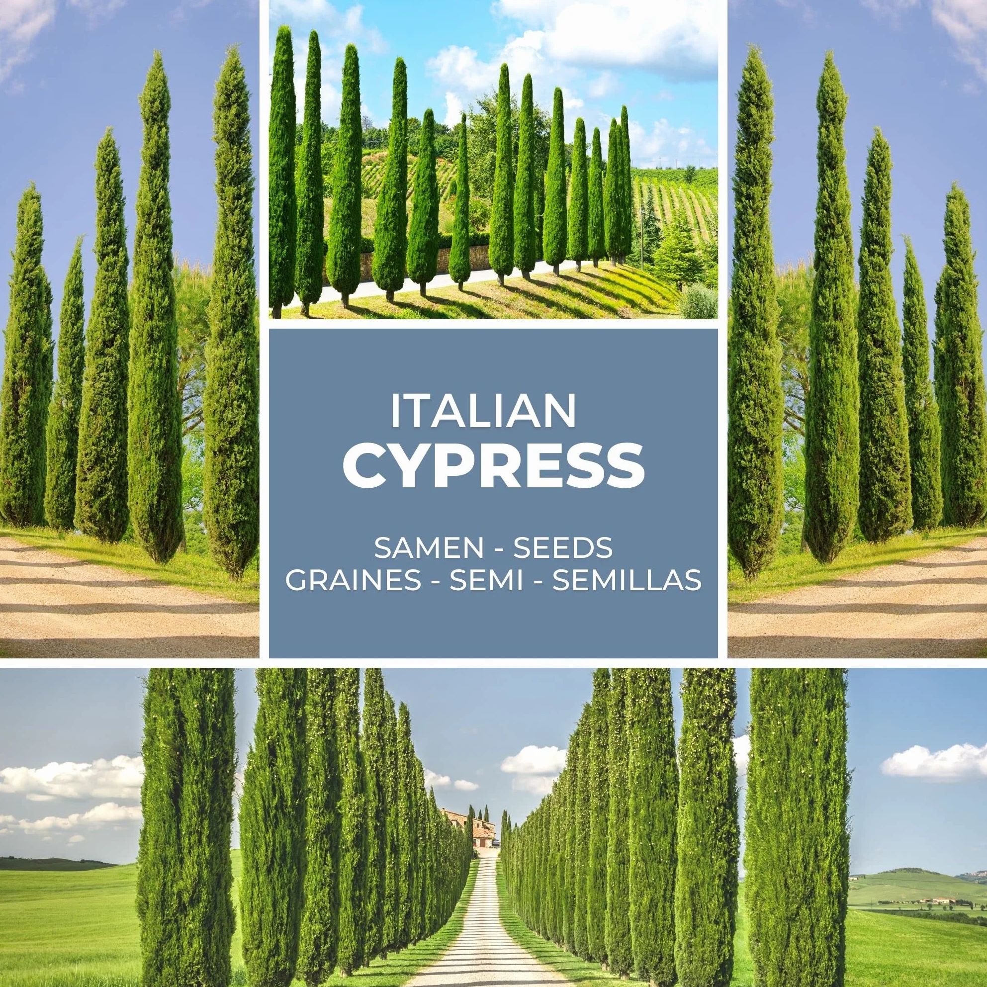 Magic of Nature 100 Semillas de Ciprés común – Ciprés de Italia - Cupressus sempervirens – Rugoso - para Jardín & Terraza
