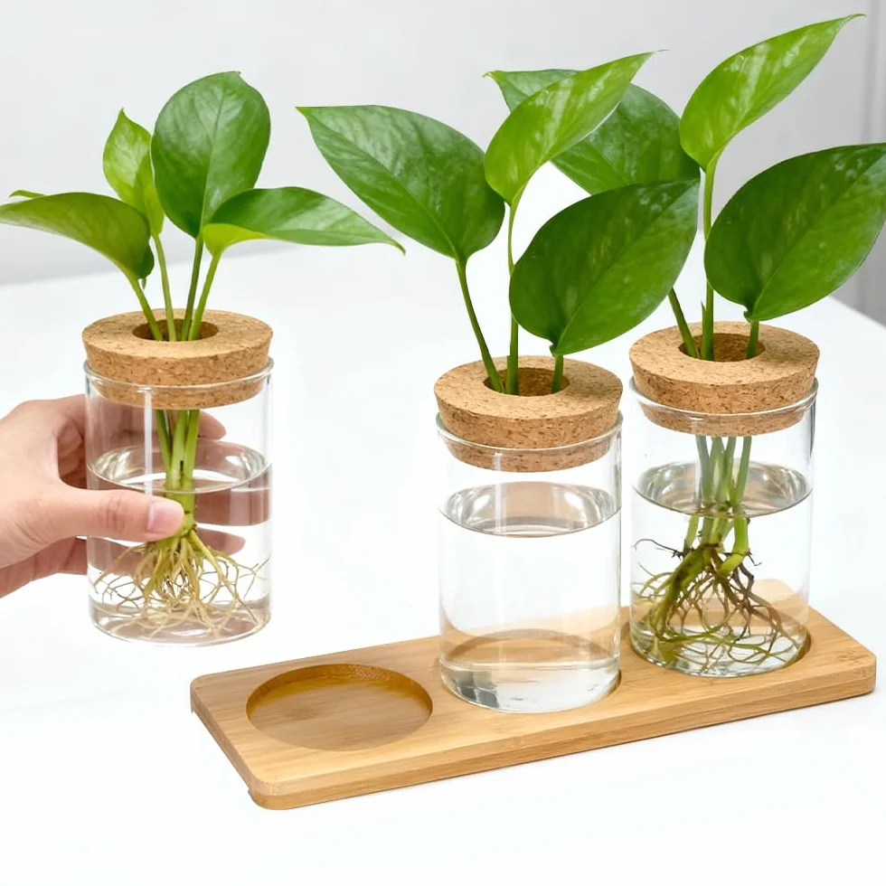 Estación de Propagación de Plantas Jarrón Hidropónico Cristal Jarrón Cultivo Hidropónico Bandeja Vidrio para Cultivo Hidropónicas 3 Jarronita300ml Cristal Decorativas para Esquejes de Plantas