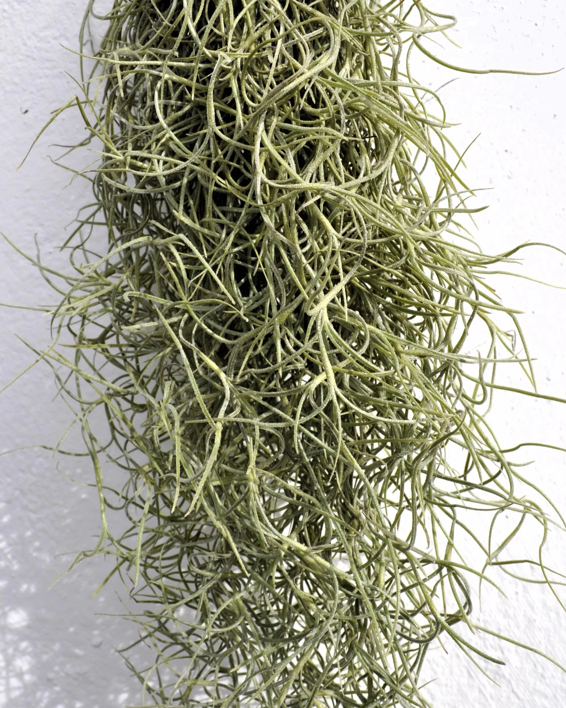 Tillandsia usneoides, Curiosarium, Barba de Viejo, Musgo Español, Planta del Aire, Planta Exótica, Verde Grisáceo, Interior/Exterior, Sin Sustrato, Colgante Decorativa, Longitud 50 cm, Diámetro 15 cm.