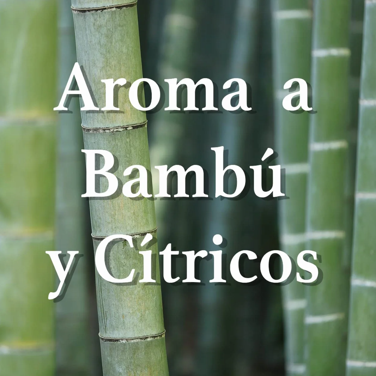 ORION Protección Total - Pinzas Antipolillas para Armarios, Aroma Bambú y Cítricos, 2 Unidades