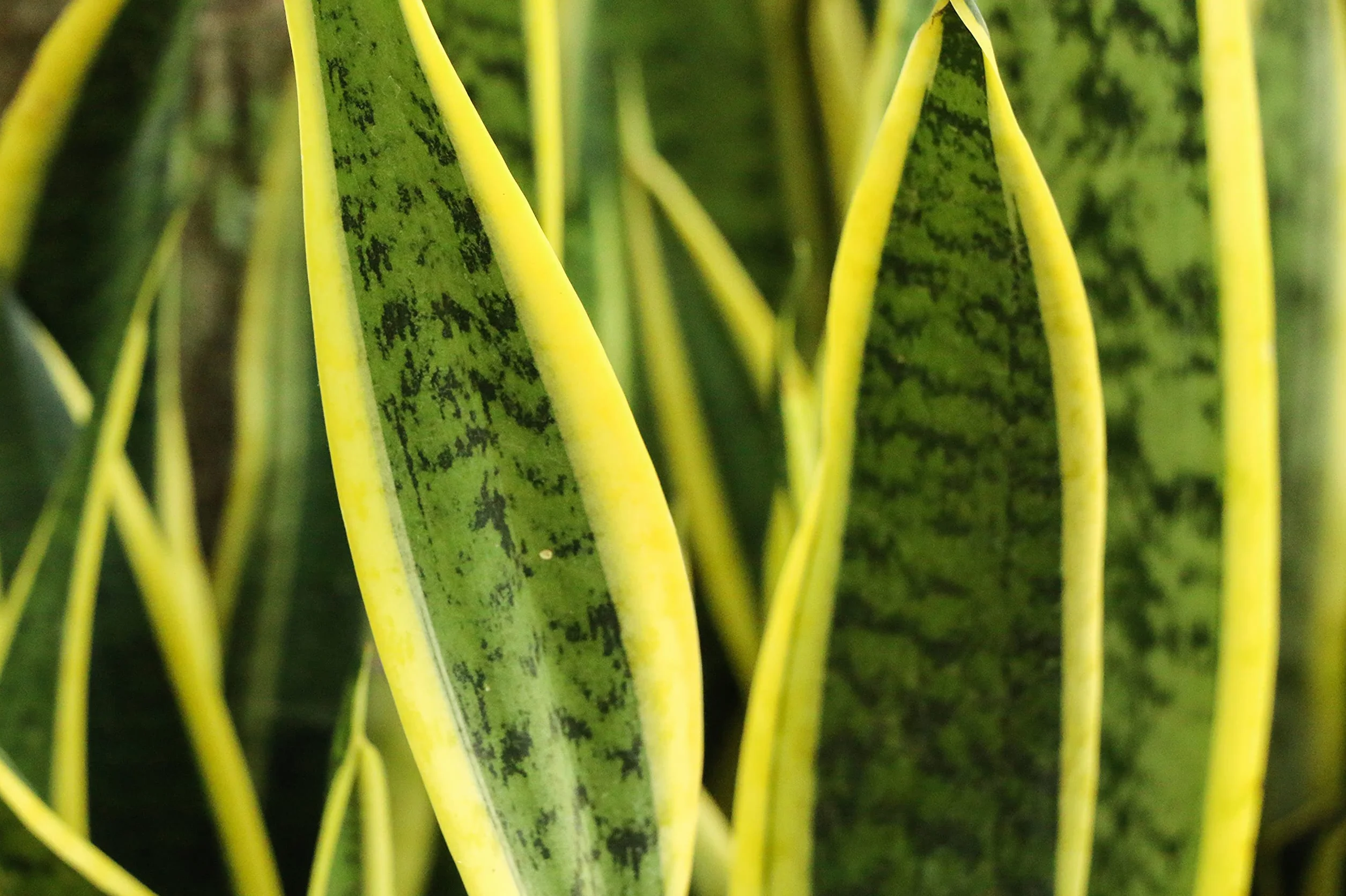 Verdecora Sansevieria | Planta natural de interior en maceta de 3L | Lengua de Tigre - Lengua de Suegra | Planta purificadora del aire