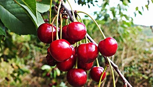 15 Semillas de Cerezo Rojo