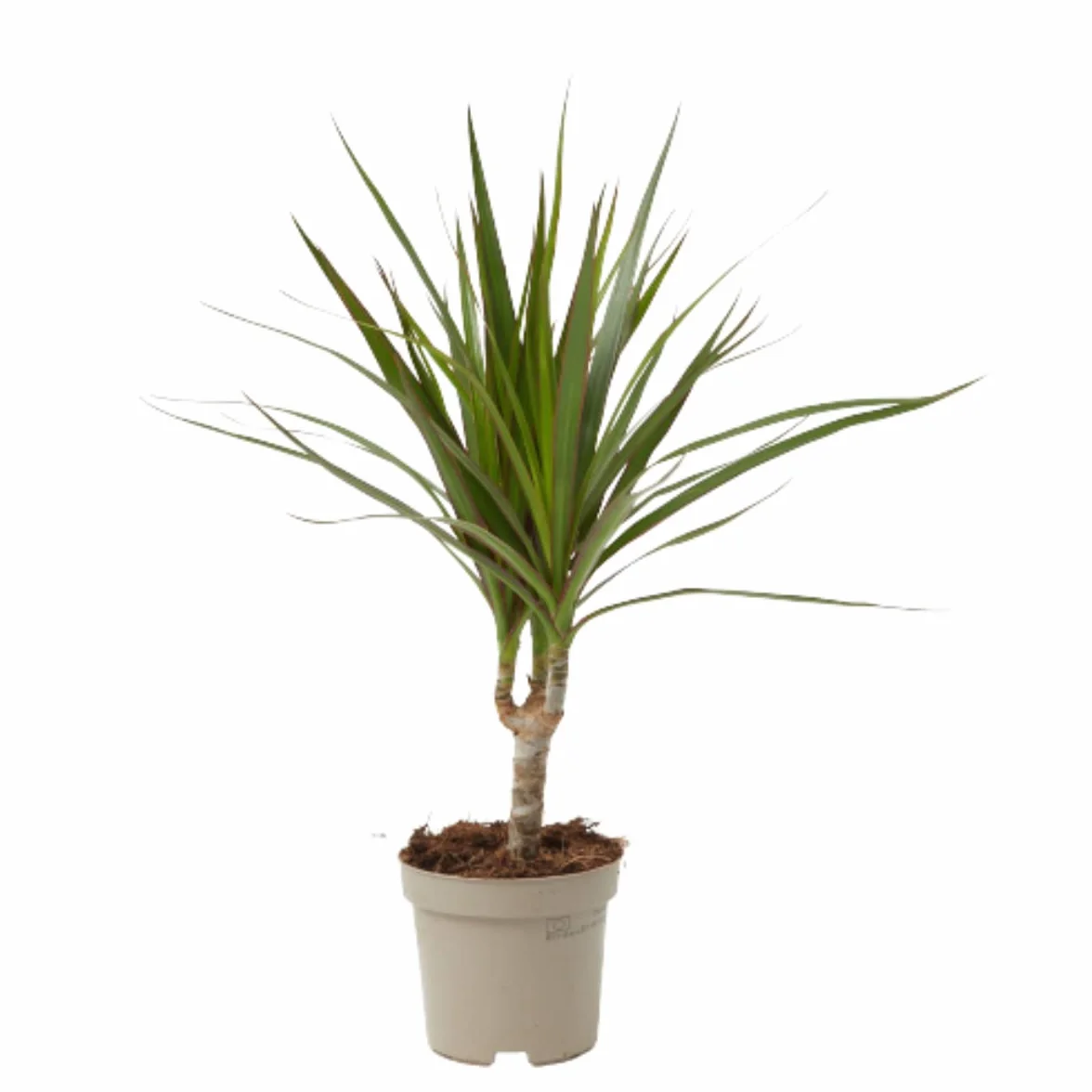 Verdecora Dracena Marginata | Dracaena Marginata | Planta natural de interior | Gran adaptación a interiores y fácil de cuidar (Maceta Ø11cm)