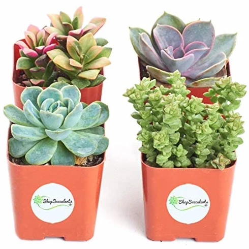 Mix de Cuatro Suculentas Naturales Mini Plantas Crassas Ideales para Decorar el Hogar