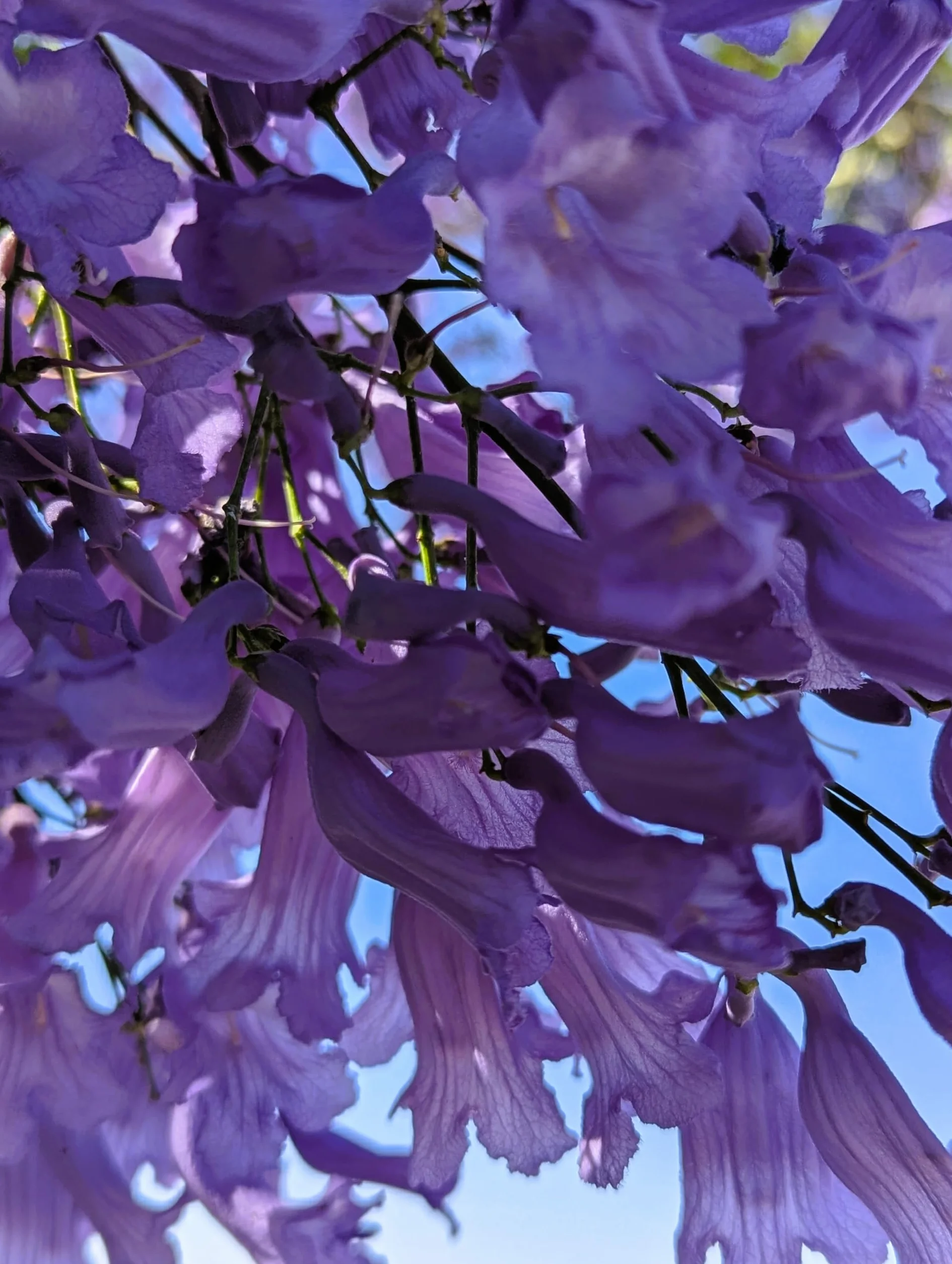 30 Semillas de Jacaranda (Jacaranda Mimosifolia)