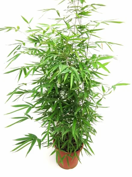 Bamboo Bambú Phyllostachys Planta Natural Exterior 150cm