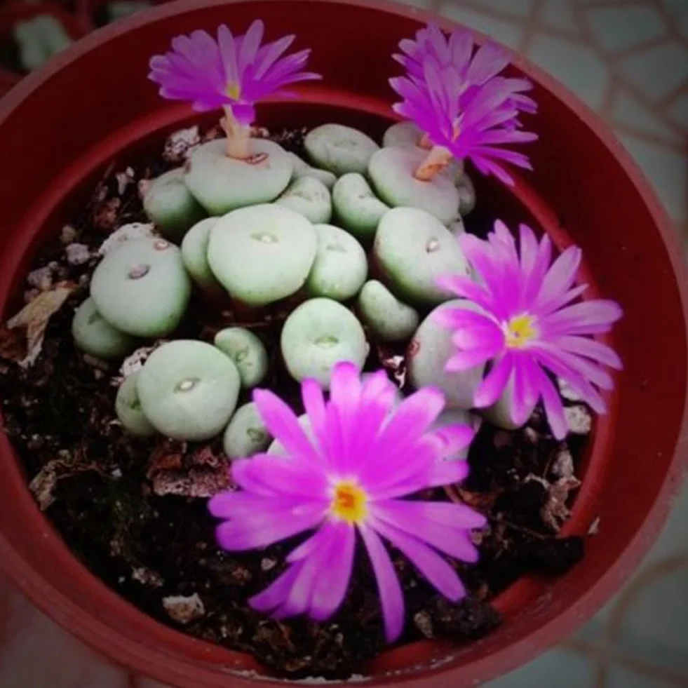 Generic Semillas de Lithops, 100 piezas Rare Mix Semillas de Lithops Piedras vivas Suculentas Cactus Semillas saludables a granel