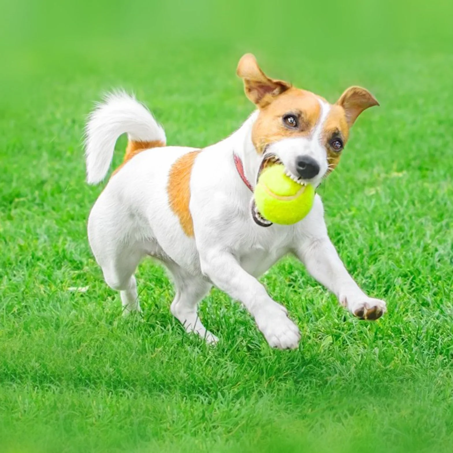 Pelotas de Tenis para Práctica, Perros y Principiantes - Bolsa de Entrenamiento, 12 Piezas