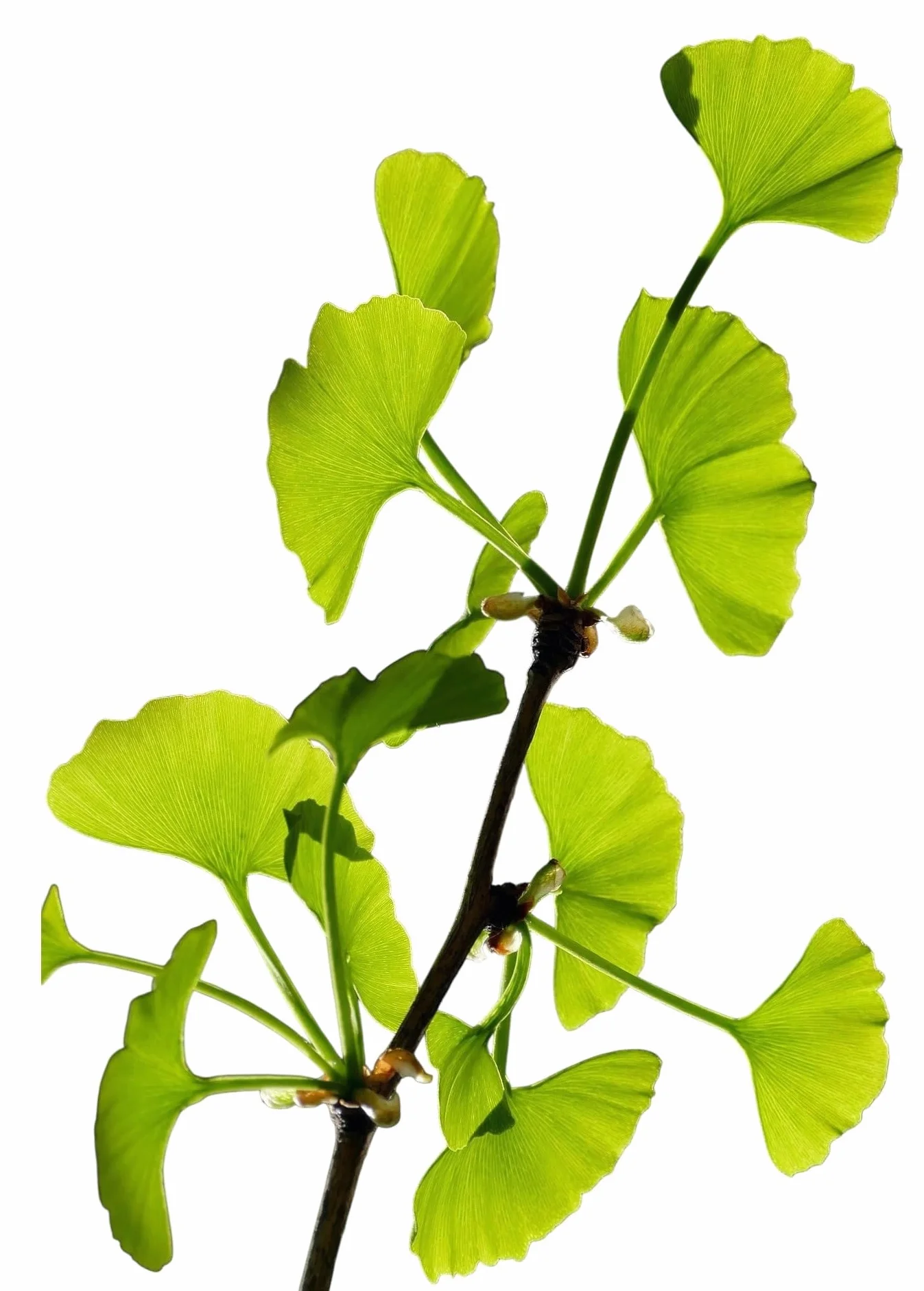 Planta natural Ginkgo biloba. 15-20 cm. En cepellón, lita para plantar. Resistente a la contaminación, plagas y enfermedades, ideal para entornos urbanos. Sus hojas únicas aportan belleza estacional
