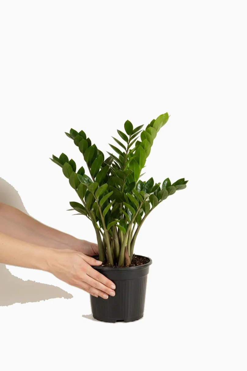 Zamioculcas Zamiifolia Ø 14 cm Altura 45-55 cm Roślina Doniczkowa