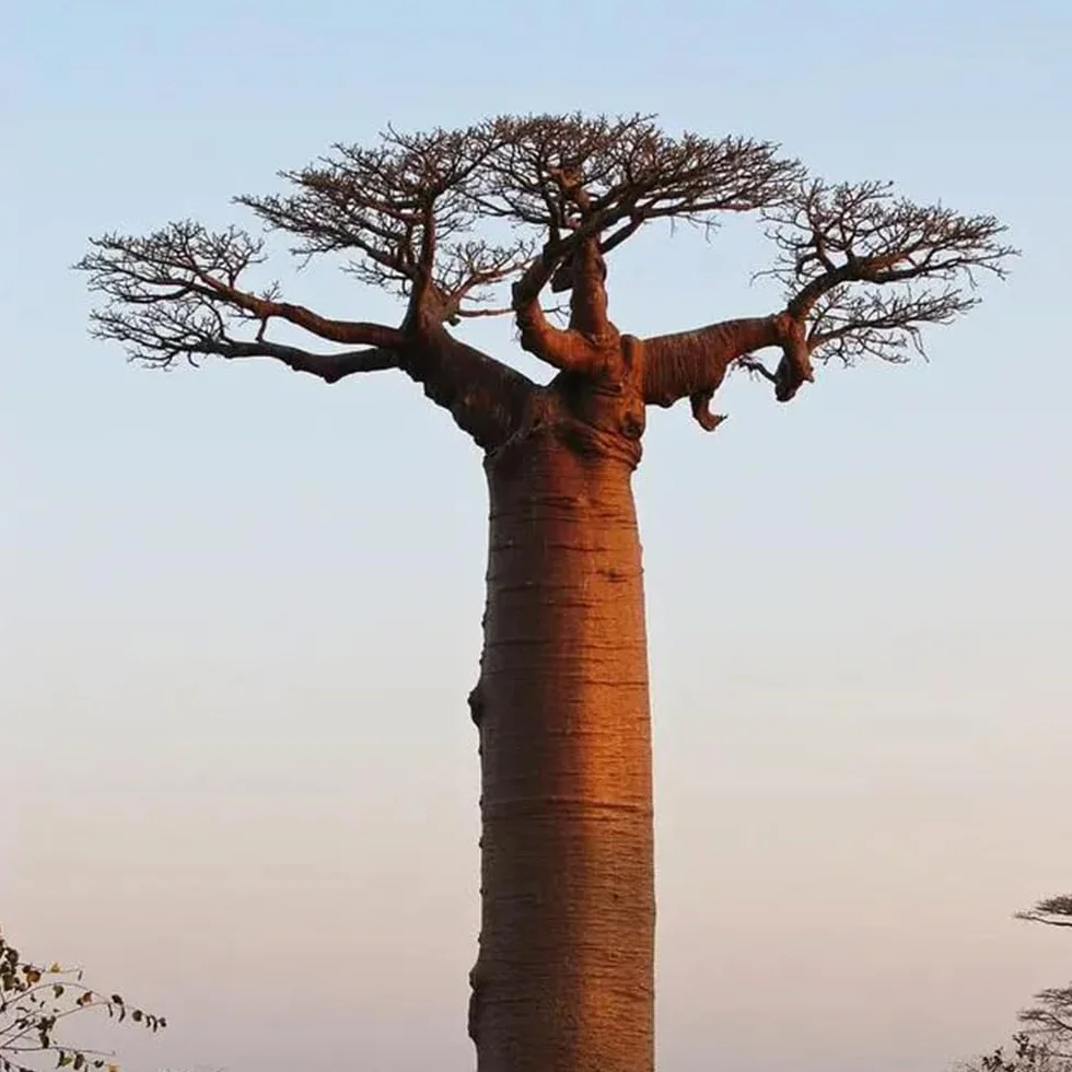 semillas de baobab - baobab - semillas orgánicas variedades antiguas, crecimiento ción exóticas 10pcs