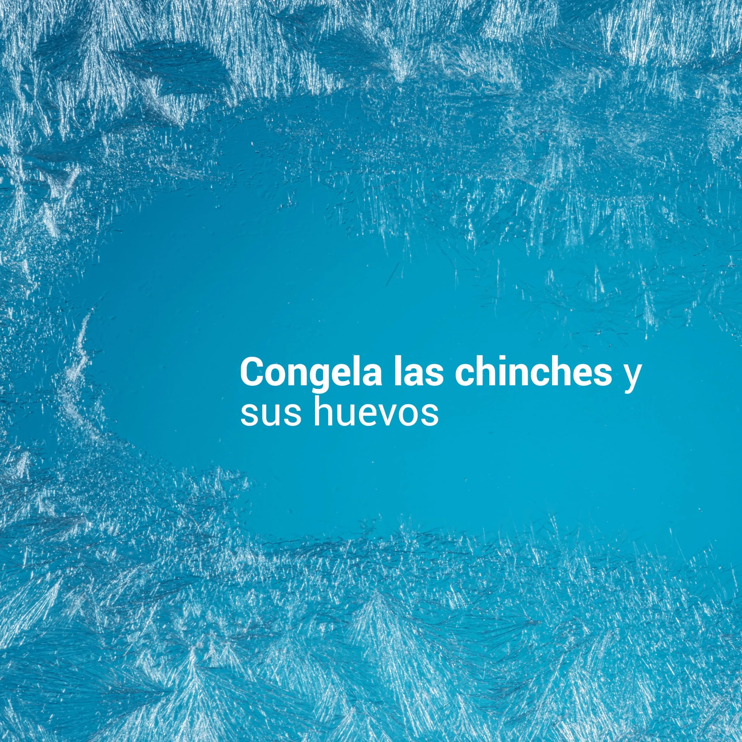 FREEZE CHINCHES DE CAMA – TRATAMIENTO NATURAL RÁPIDO – Acción FREEZE contra chinches (huevos, larvas y adultos) sin biocidas – Acción INMEDIATA y EFICAZ – Swiss Lab