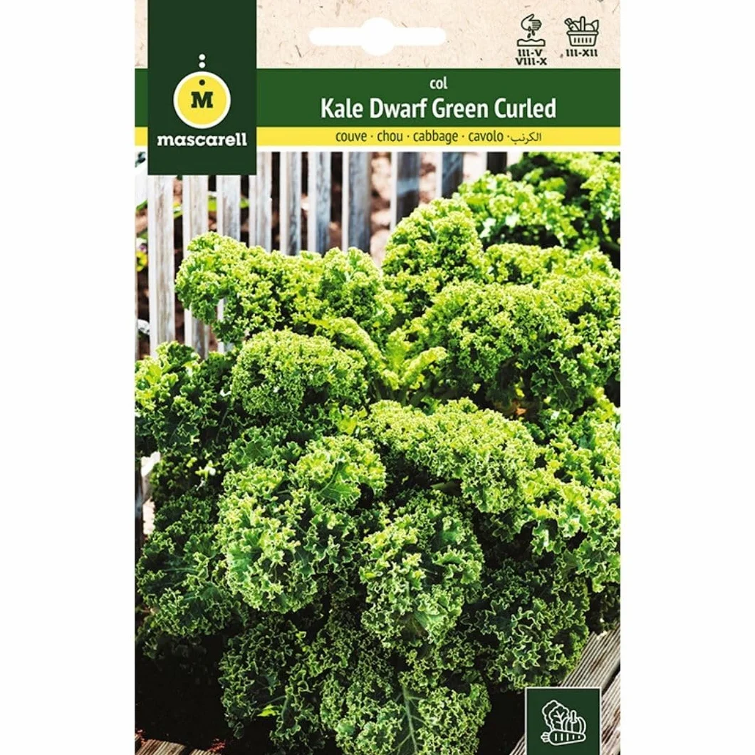 Mascarell Semillas, COL, Semillas Huerto, COL KALE DWARF GREEN CURLED, Crea tu Propio Huerto Urbano y Cultivo en Casa, Plantas Hortícolas, 6 Gramos