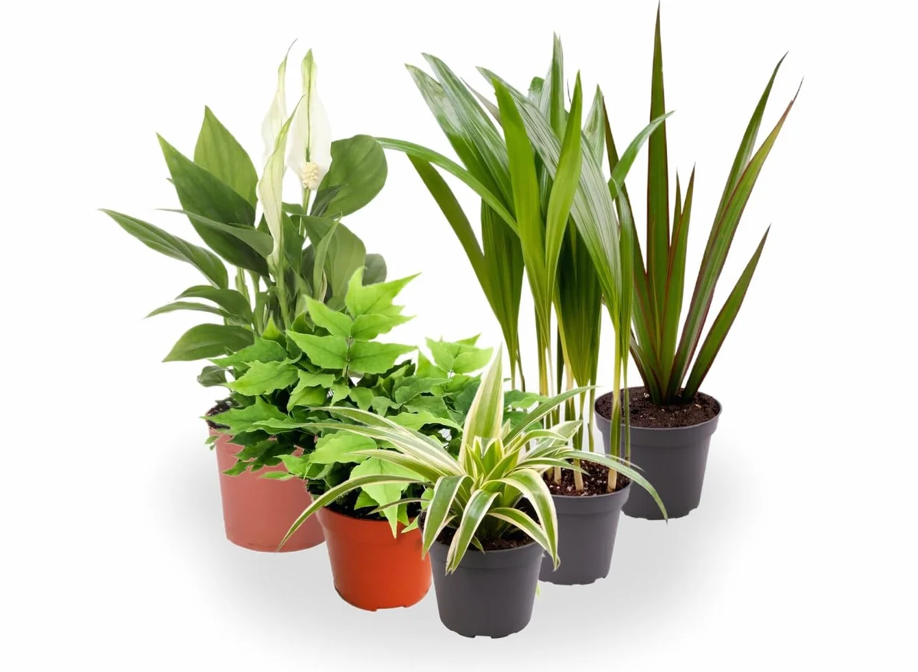 Garden Center shop | Pack ahorro 10 Plantas de Interior Variadas |Purificadoras de Aire | Decorativas y de Bajo Mantenimiento | Ideal para Hogar u Oficina | Plantas Naturales Vivas