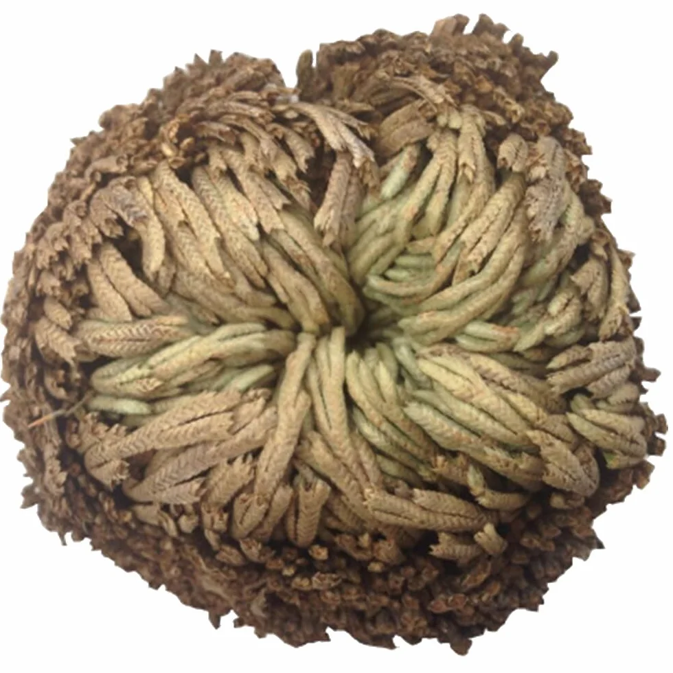 Rosa De Resurrección Aire De Helecho Spike Moss Live - Selaginella Lepidophylla Rosa Seca para Limpiar Suerte Y Prosperidad