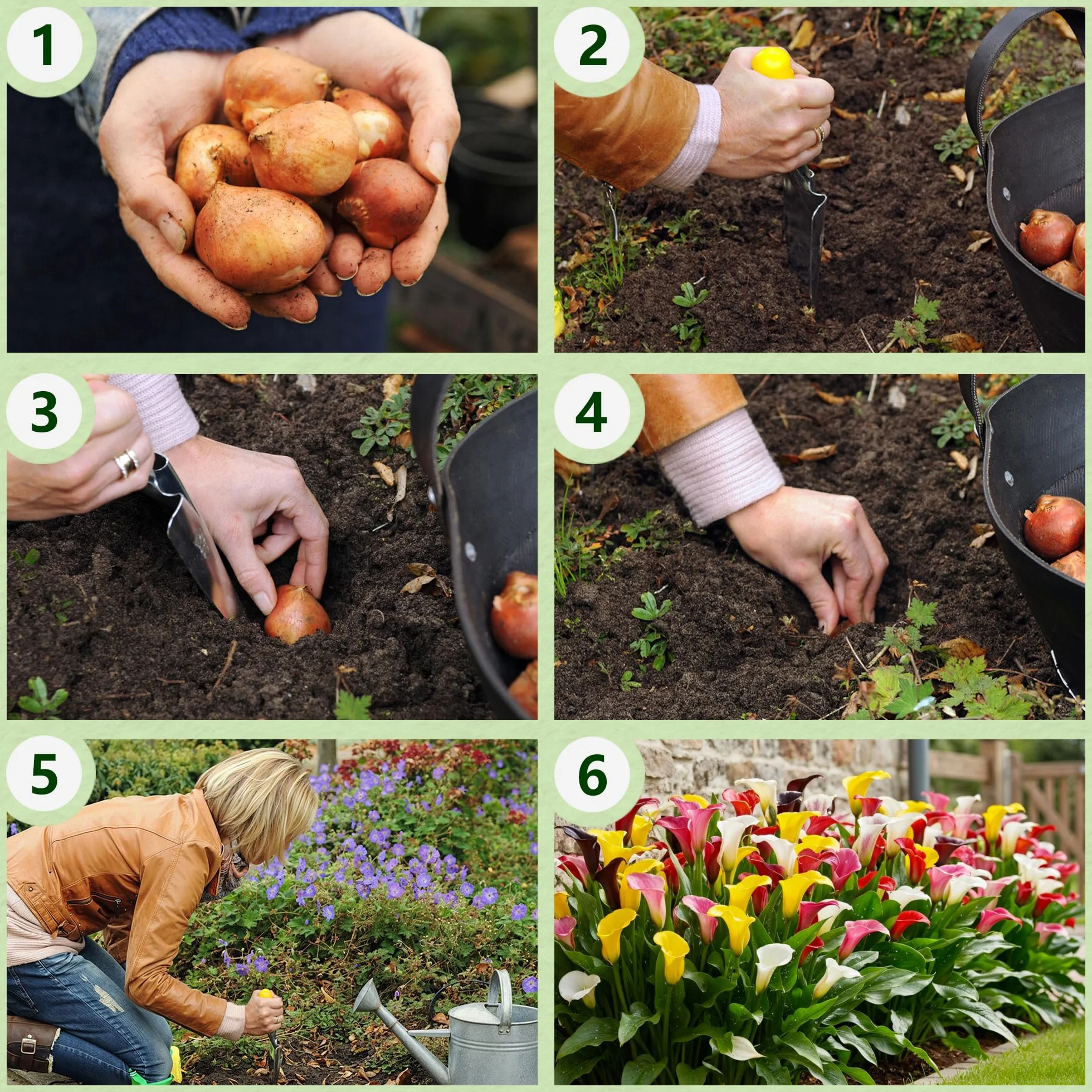 Colección de bulbos de flores de lirio de cala morado, negro y rojo, bulbos de Zantedeschia, 5 piezas reales y grandes que tienen más de 5 flores, ideales para la maceta, de Holanda