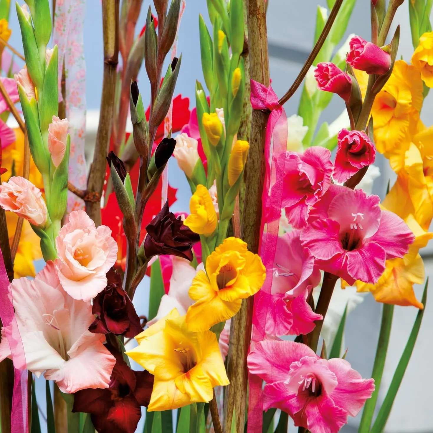 Gladiolos Bulbos Budget Mix - 50 Bulbos de Flores Exterior - Plantas Naturales Exterior de Holanda - No Resistente - Decoracion Jardin, Macetas y Balcón - Sin Semillas, No Artificiales