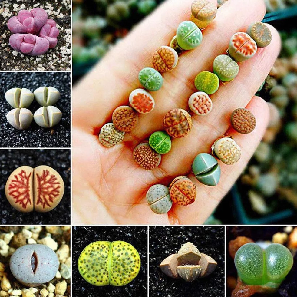 Portal Cool 100Pcs: 50 / 100Pcs Semillas de Lithops raras mezcladas Piedras vivas Semillas de plantas de cactus suculentas