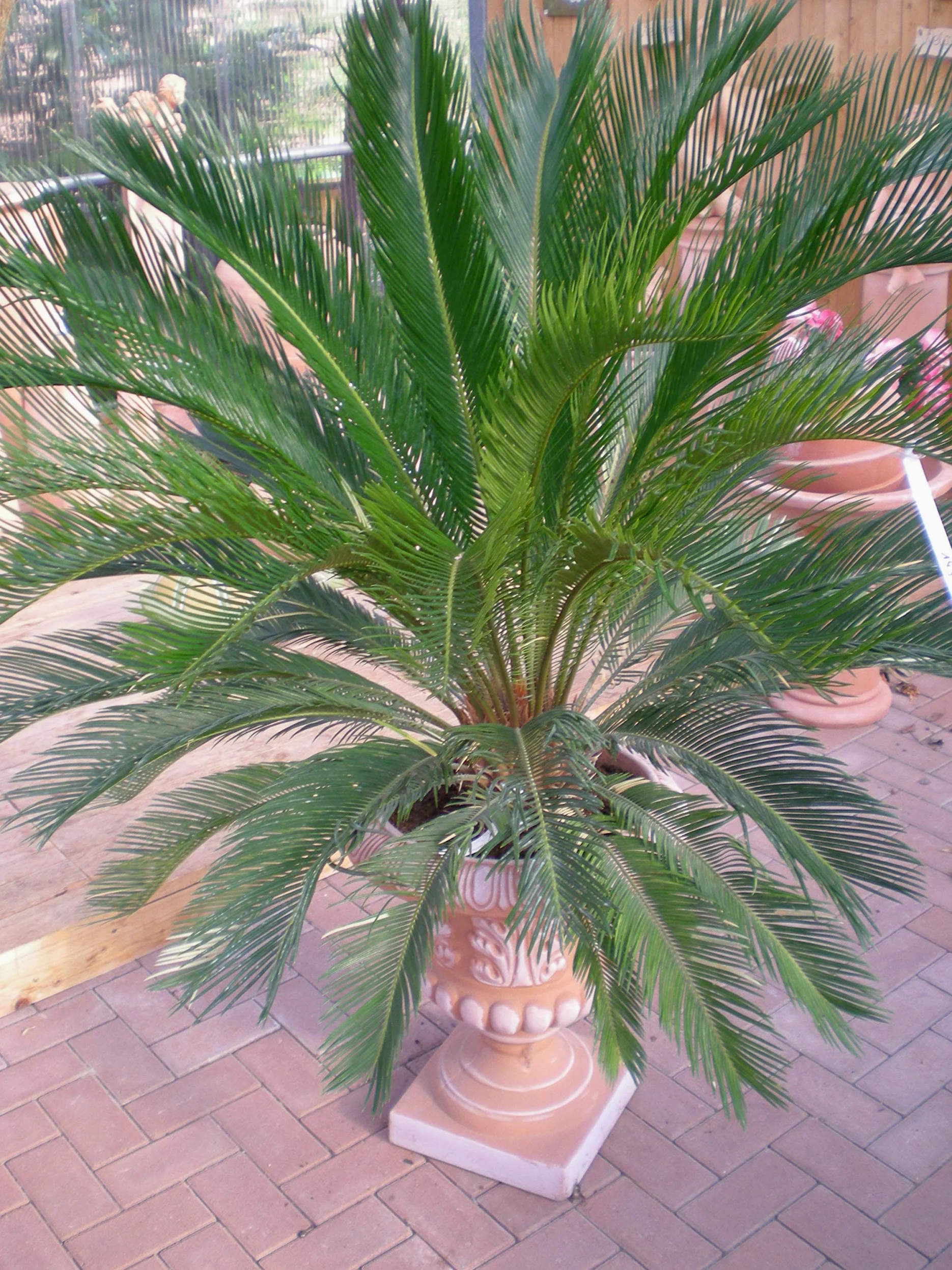 Abono para palmeras 3 kg