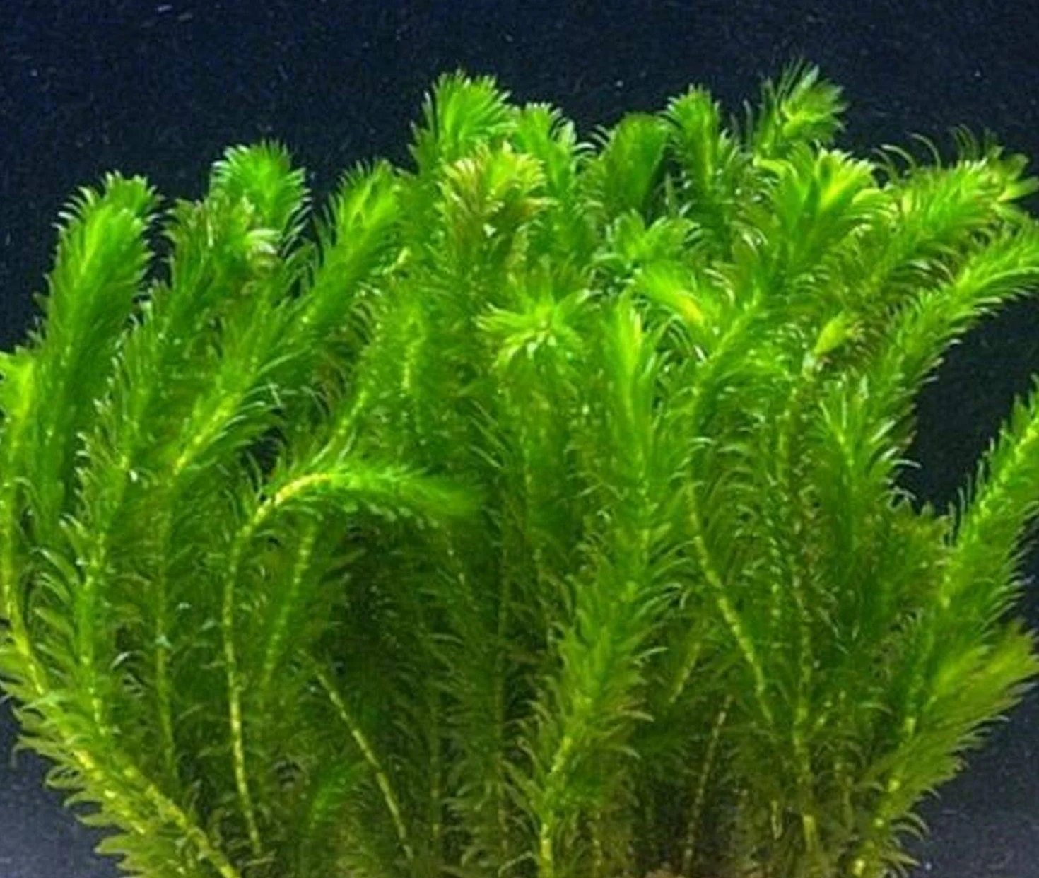 Portal Cool Paquete de Semillas: Manojo Elodea Densa oxigenante Estanque de Peces Vivos de la Planta del Acuario del Tanque de Coldwater