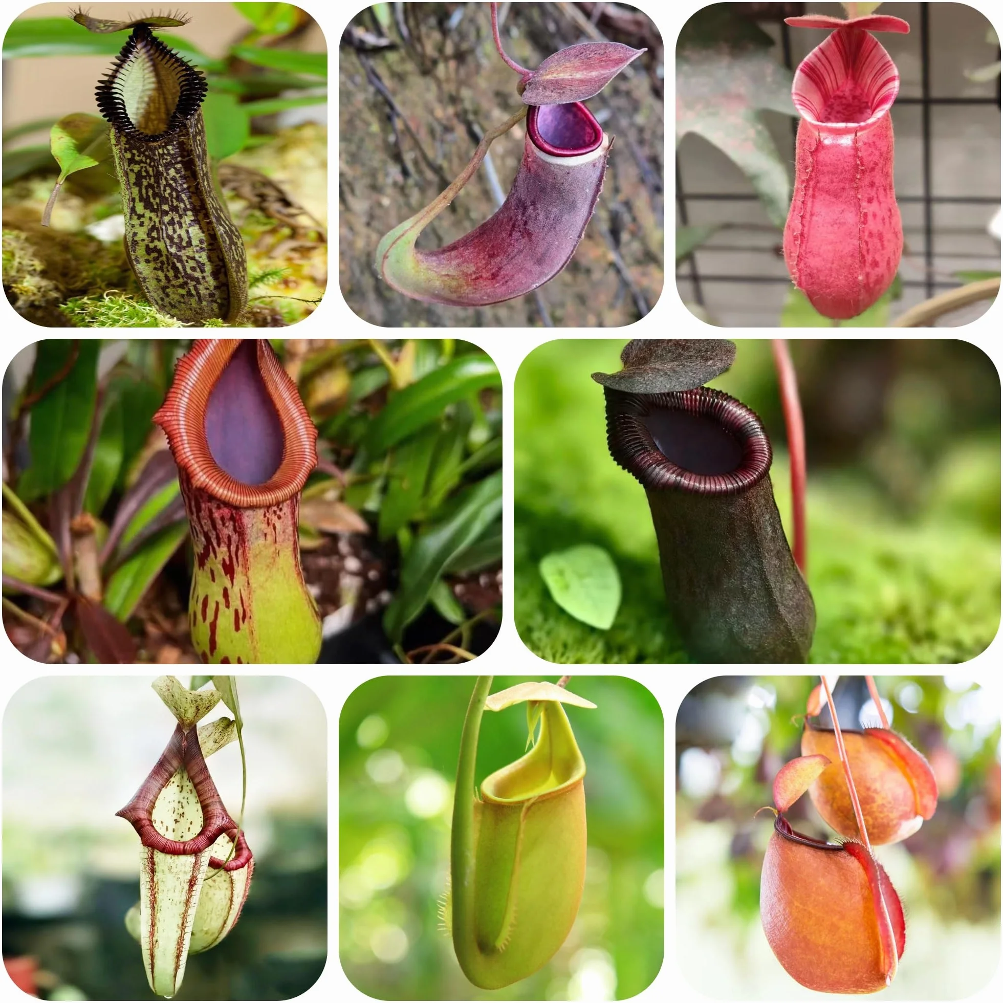 carnívora Nepenthes Decoraciones de jardín raras exteriores Carnívoro colgantes, decorativas balcones. de oficina hoja perenne jardín perennes 200semillas