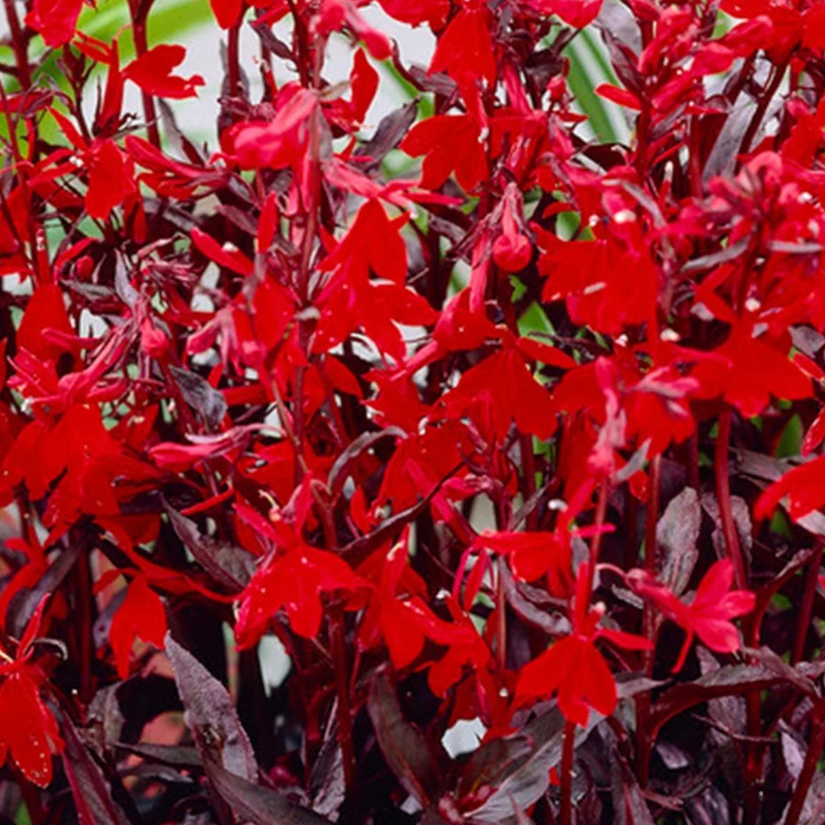 Bloomique - Lobelia ‘Queen Victoria’ - Lobelia escarlata - Rojo - Plantas de estanque - Acuáticas - Resistente al frío - Altura 20-30 cm - Maceta 9 cm