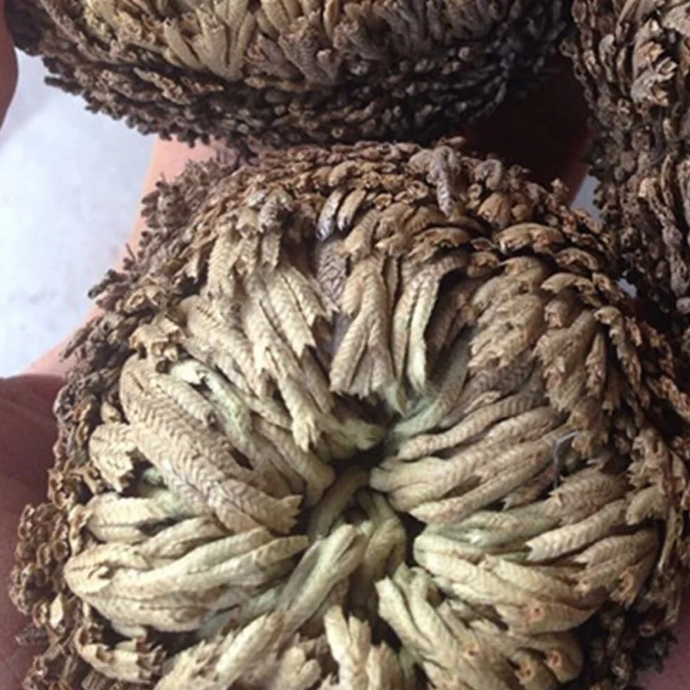 Rosa De Resurrección Aire De Helecho Spike Moss Live - Selaginella Lepidophylla Rosa Seca para Limpiar Suerte Y Prosperidad