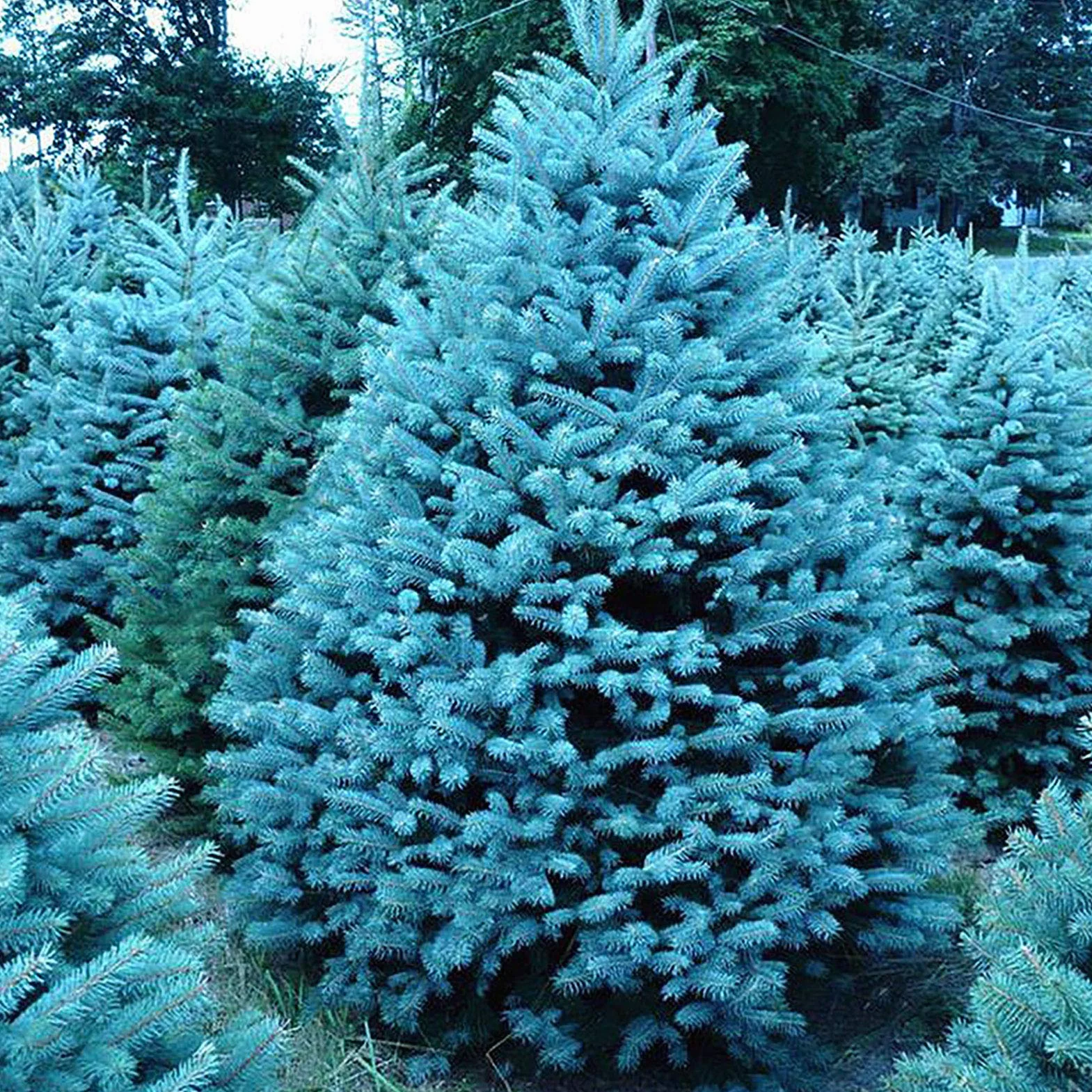 150 unids/bolsa Semillas de abeto azul, Picea Pungens Semillas Prolífico Crecimiento rápido Bonsai Jardín Semillas de abeto azul para el patio Azul